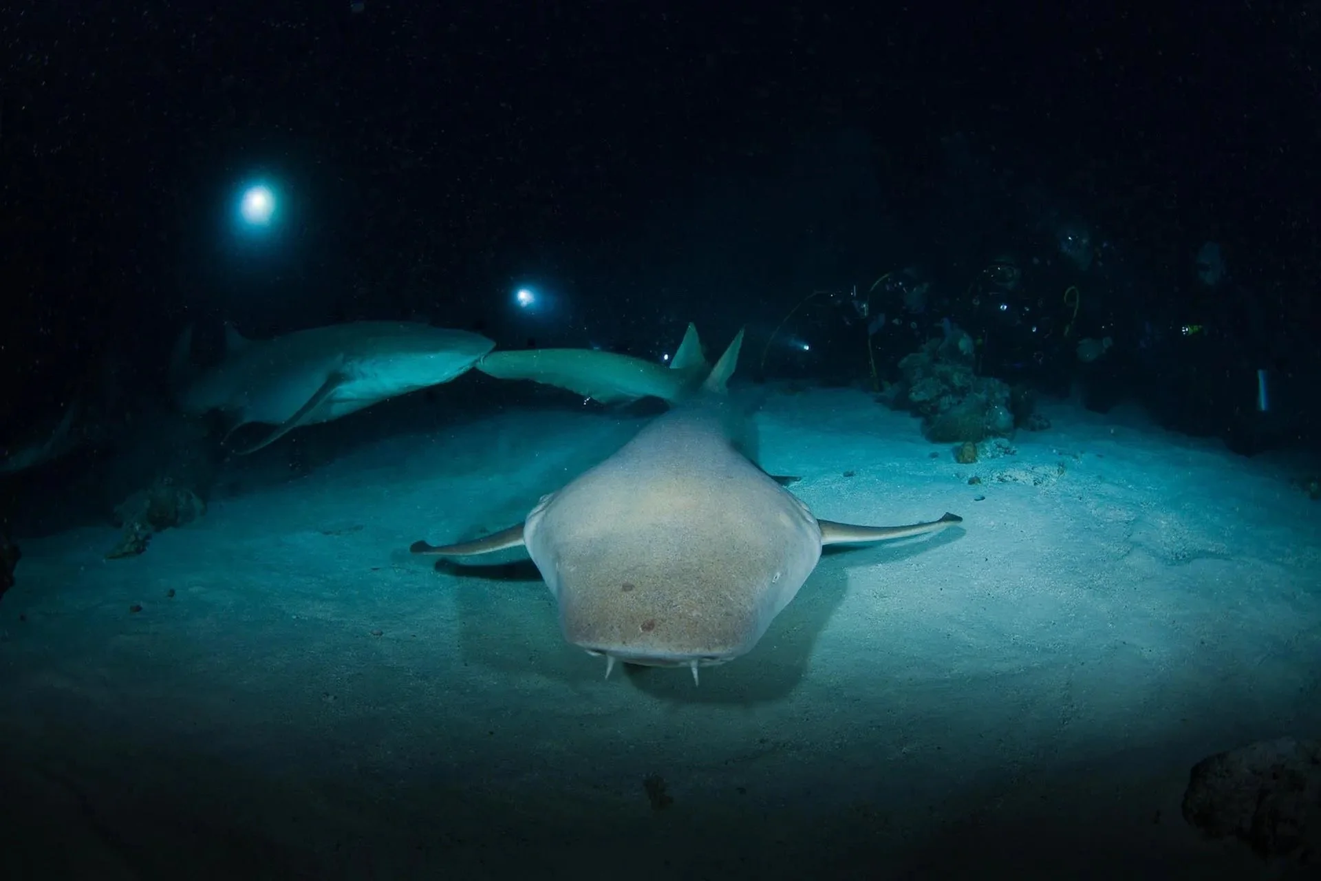 nurse-sharks-1.jpg