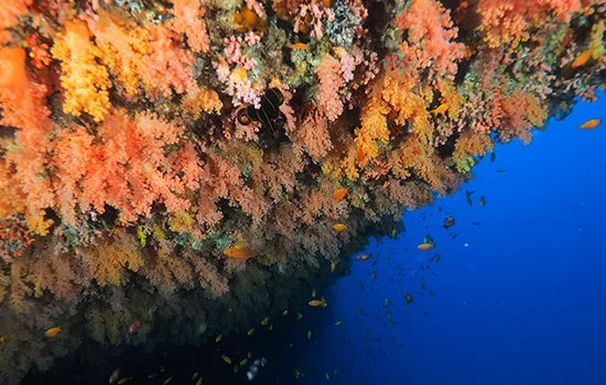 4-Guided-Fun-Dives-Experience-a-unique-thila-dive.jpg