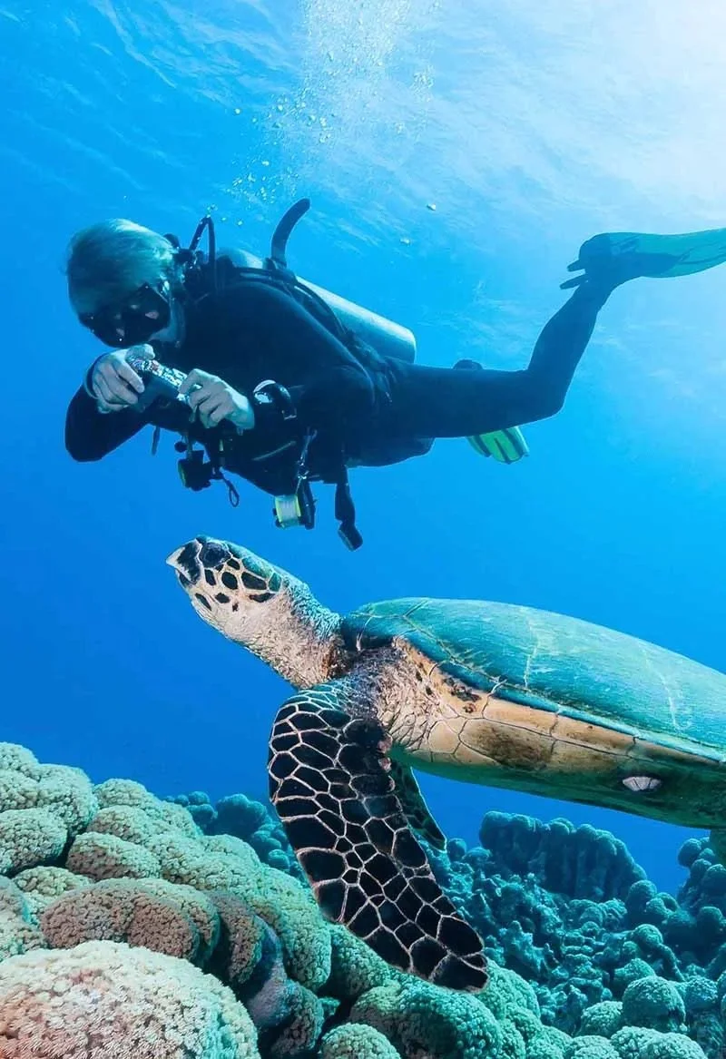 diver-and-turtle-HI.jpg