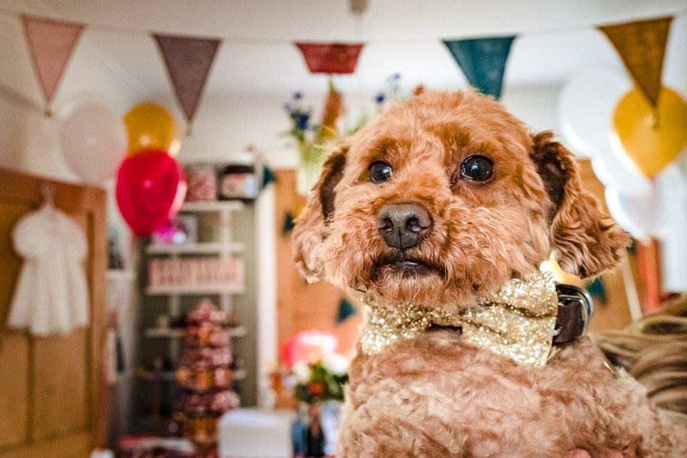 Toy poodle wearing gold bow tie