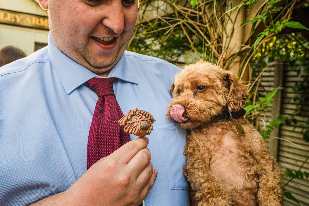Toy poodle looks hungrily at chocolate dog head