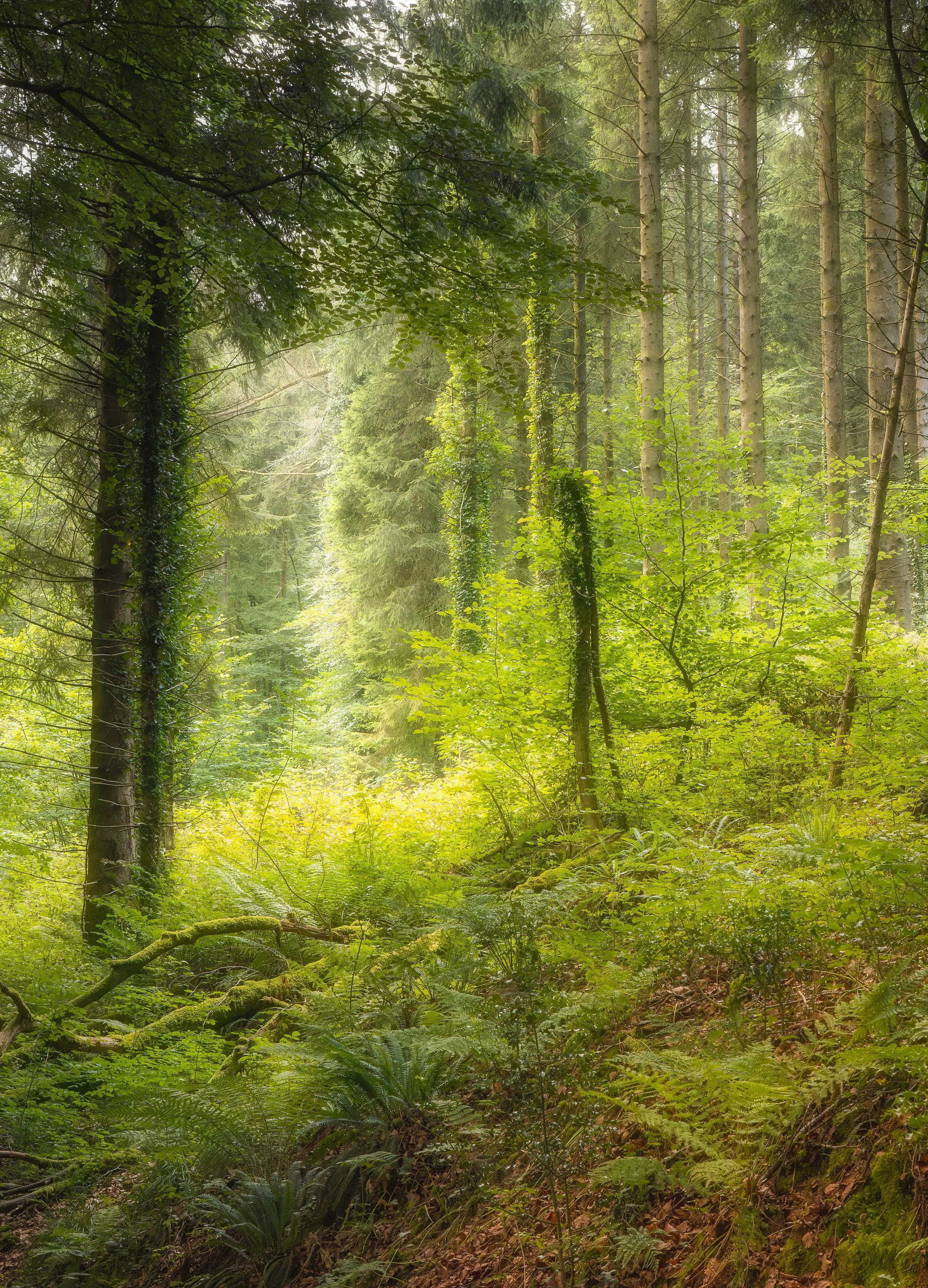 Scene's From a Forest 2