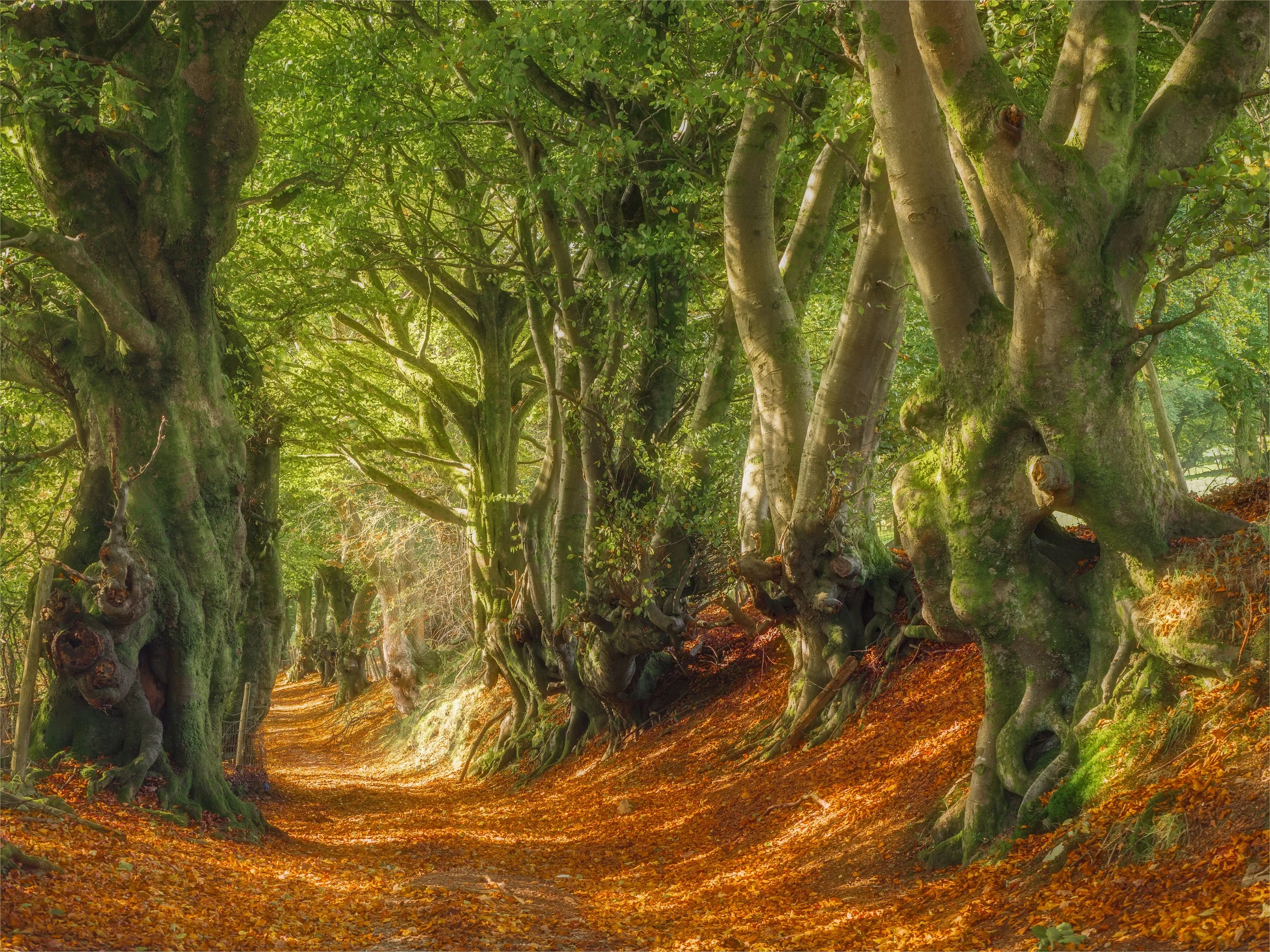 A Lane Less Travelled