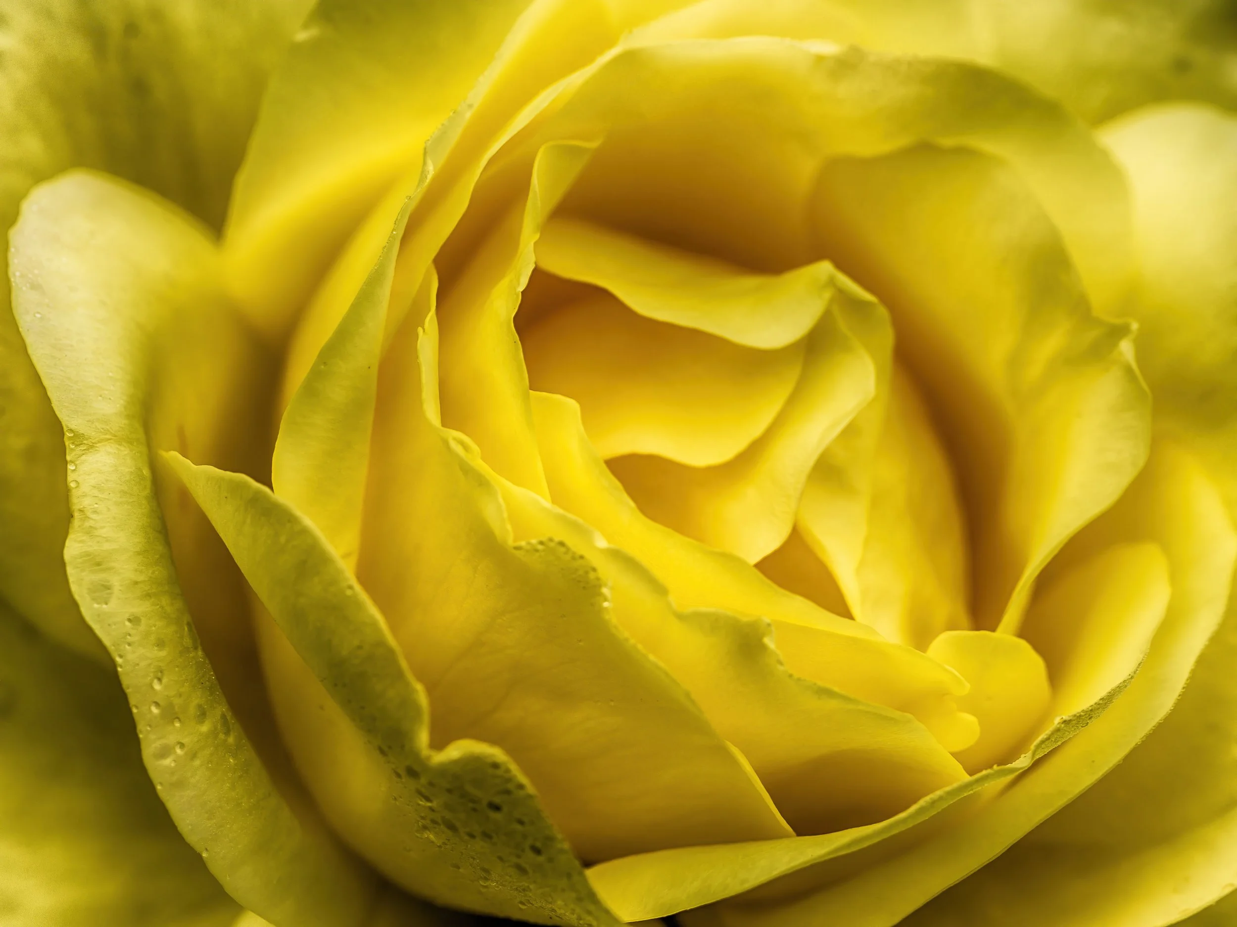 The Yellow Rose