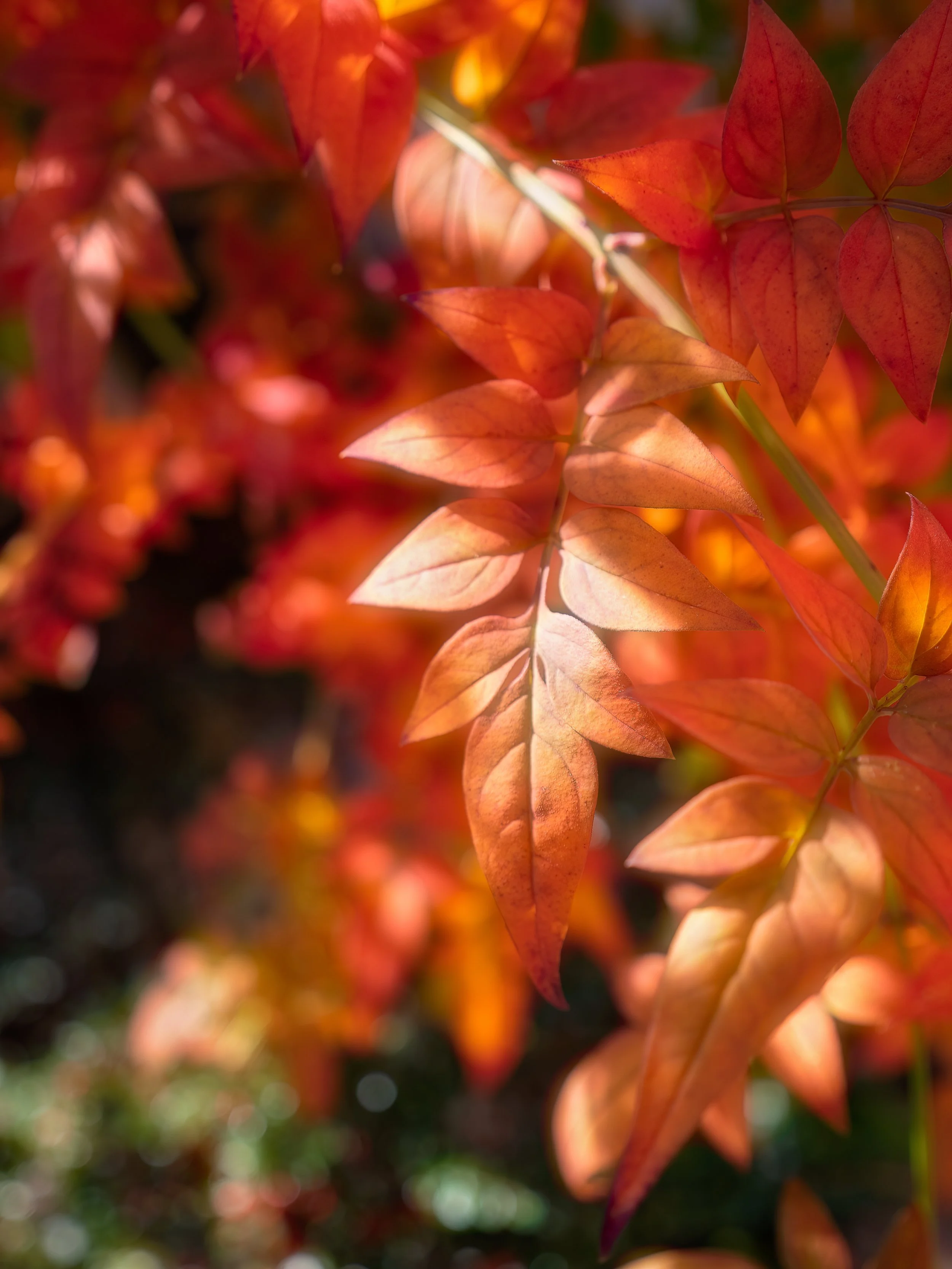Autumns Light and Shade