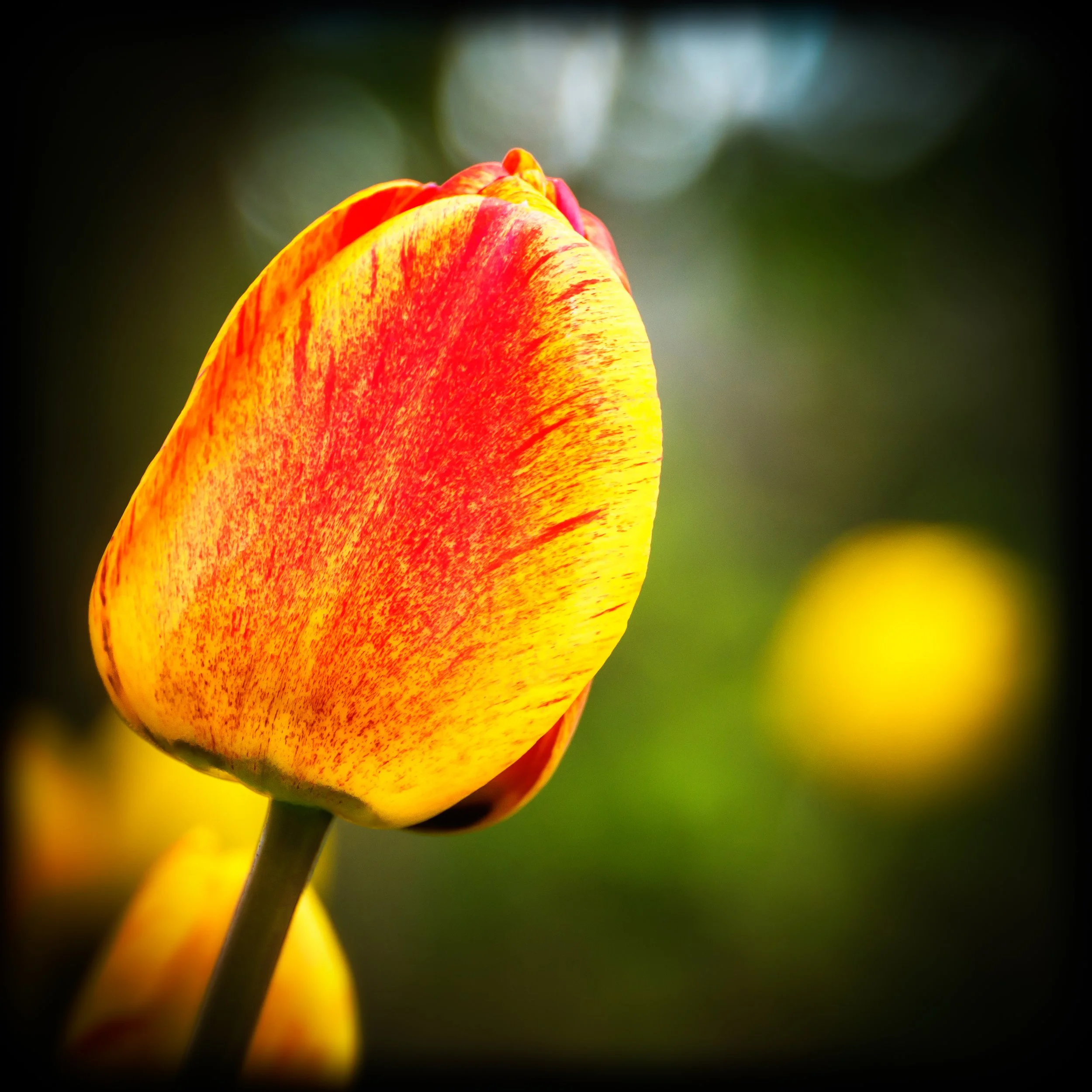 The Tulip