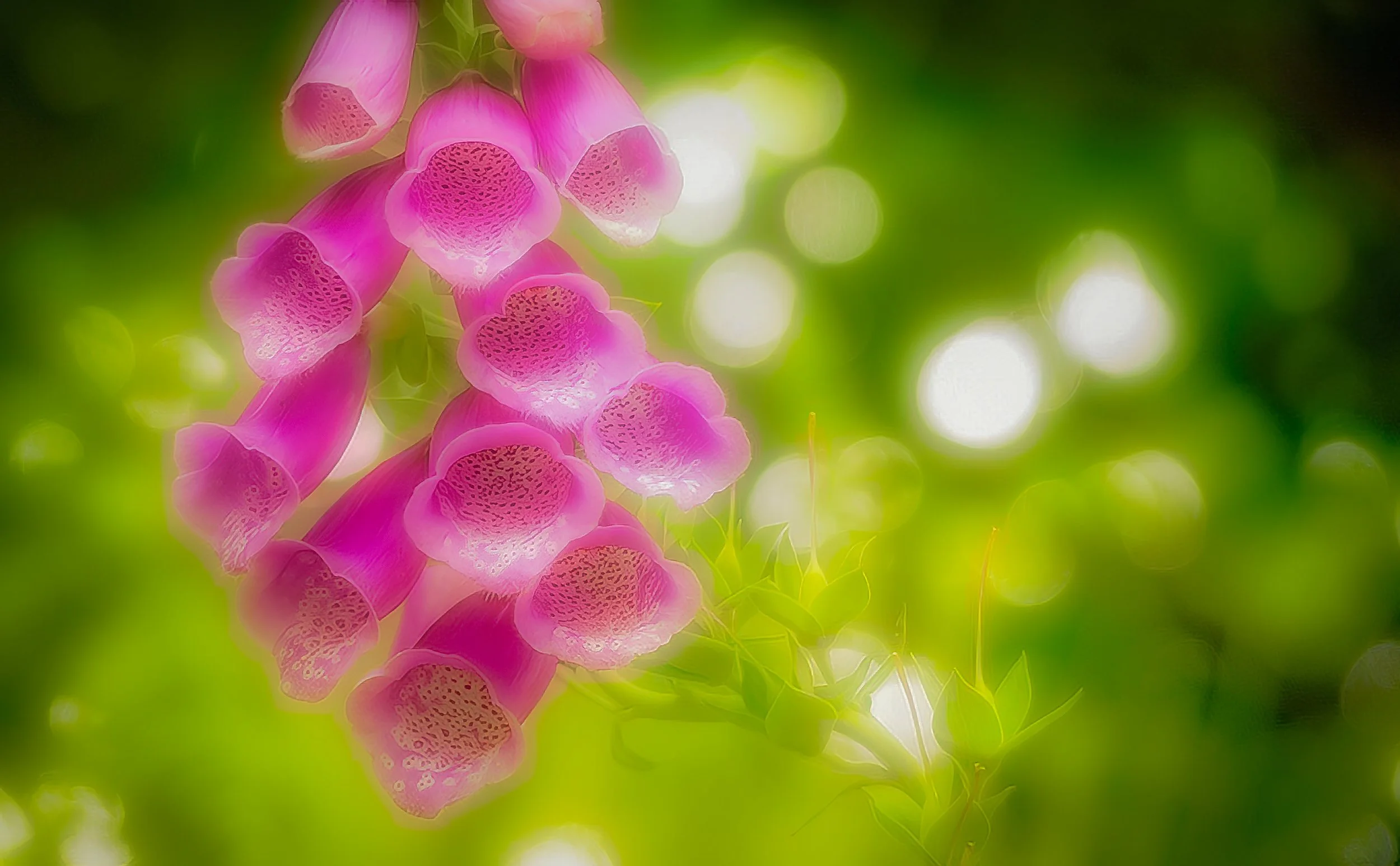 Foxy Lady (Foxglove)