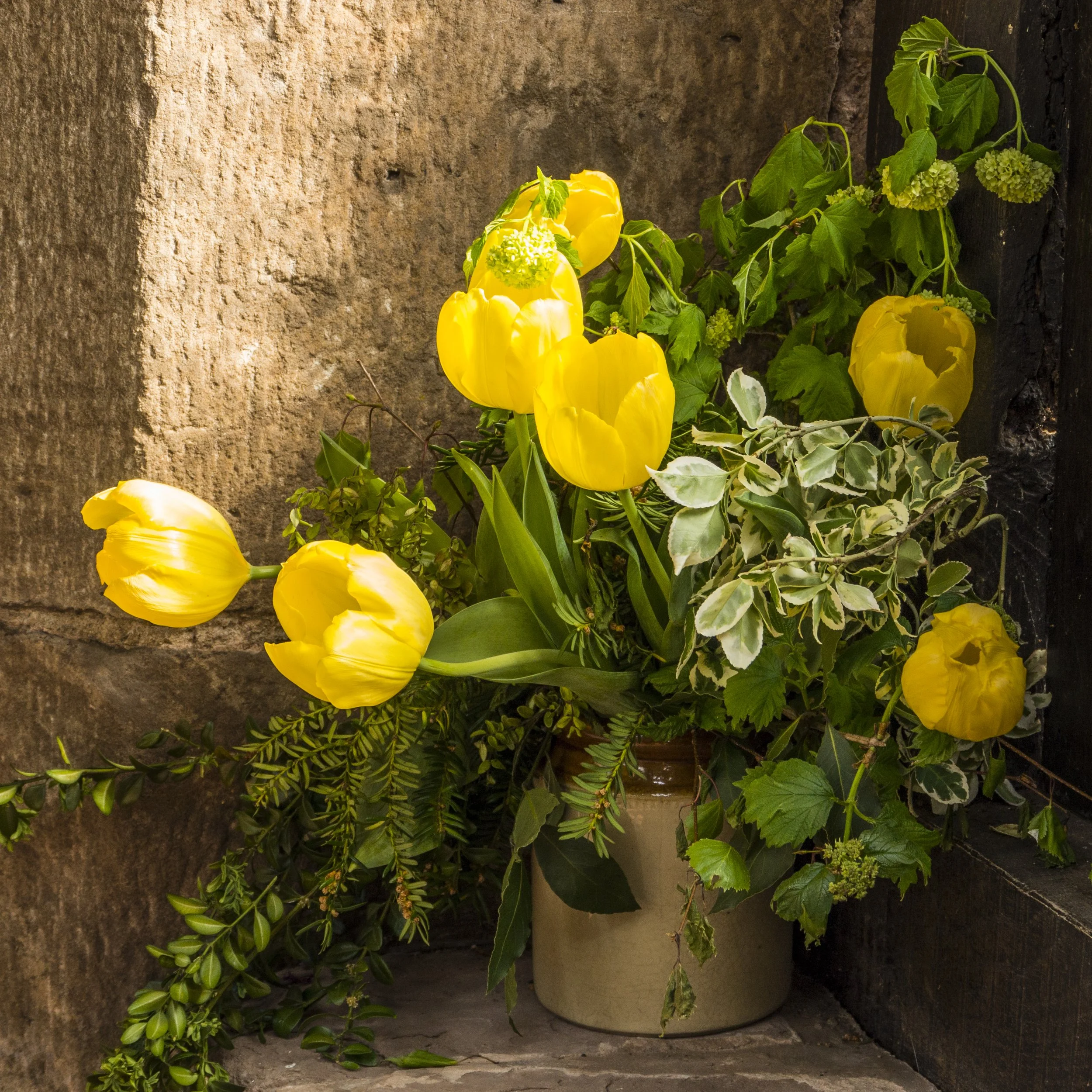 Tulips in the Porch