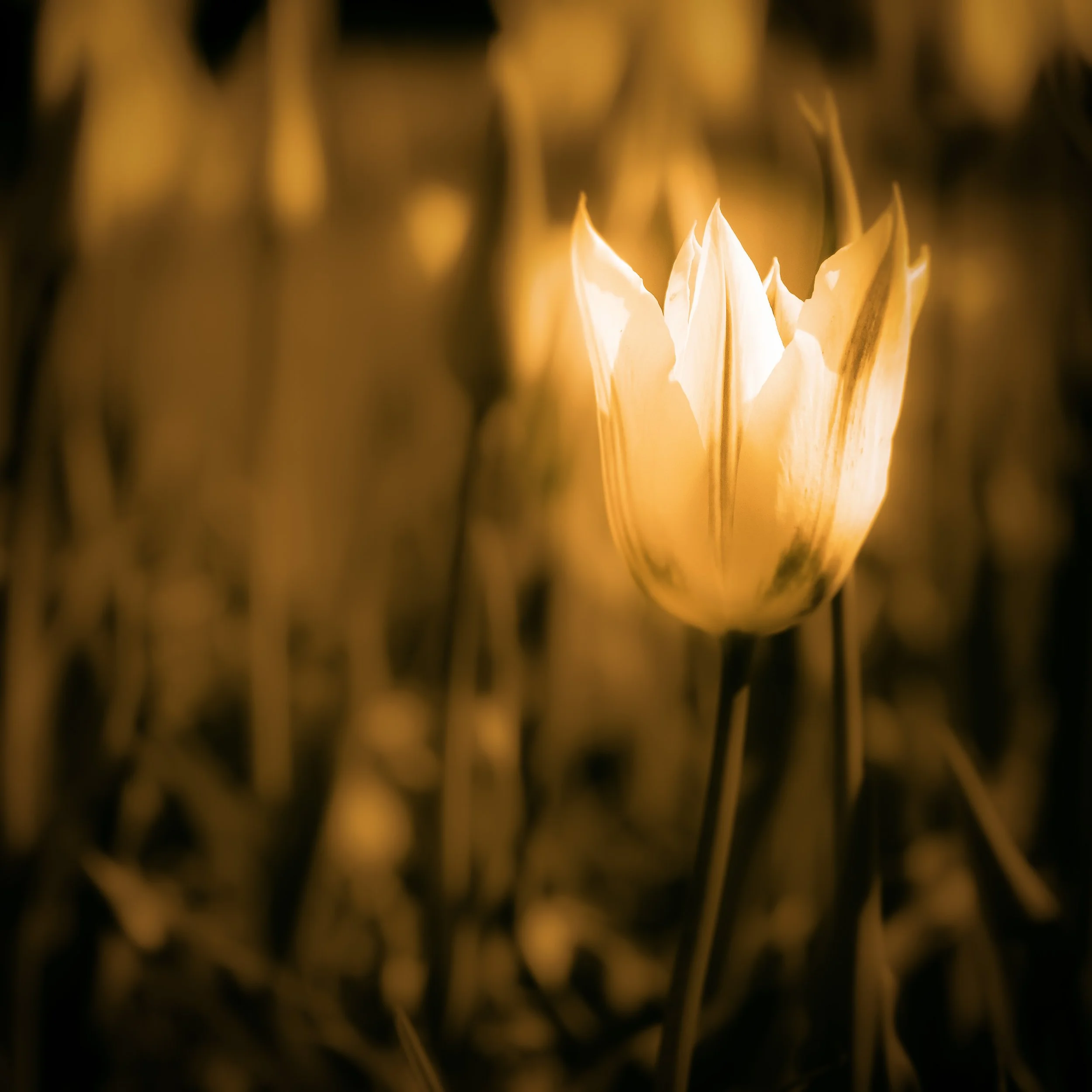Tulip in the Spotlight