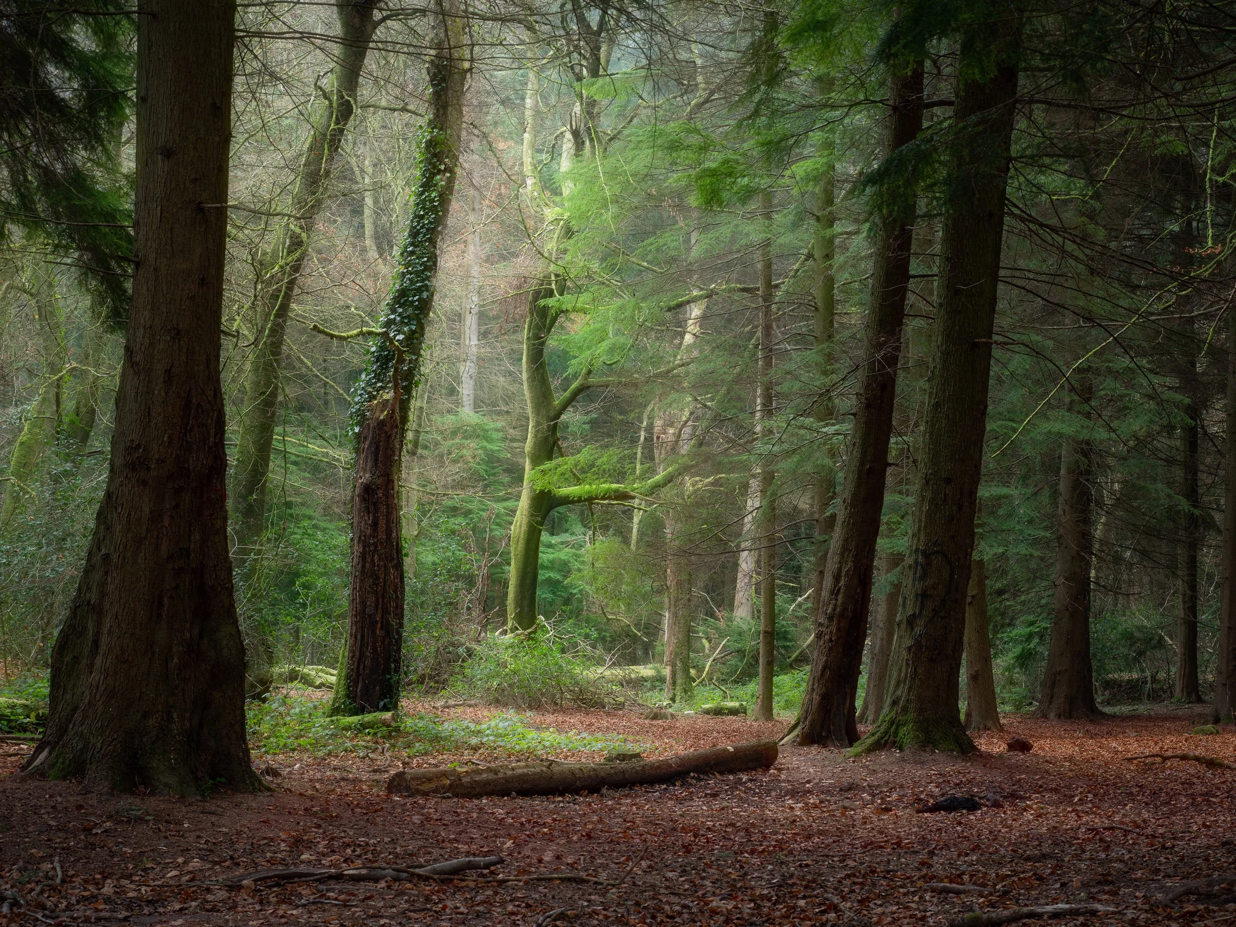 Deep in the Woods