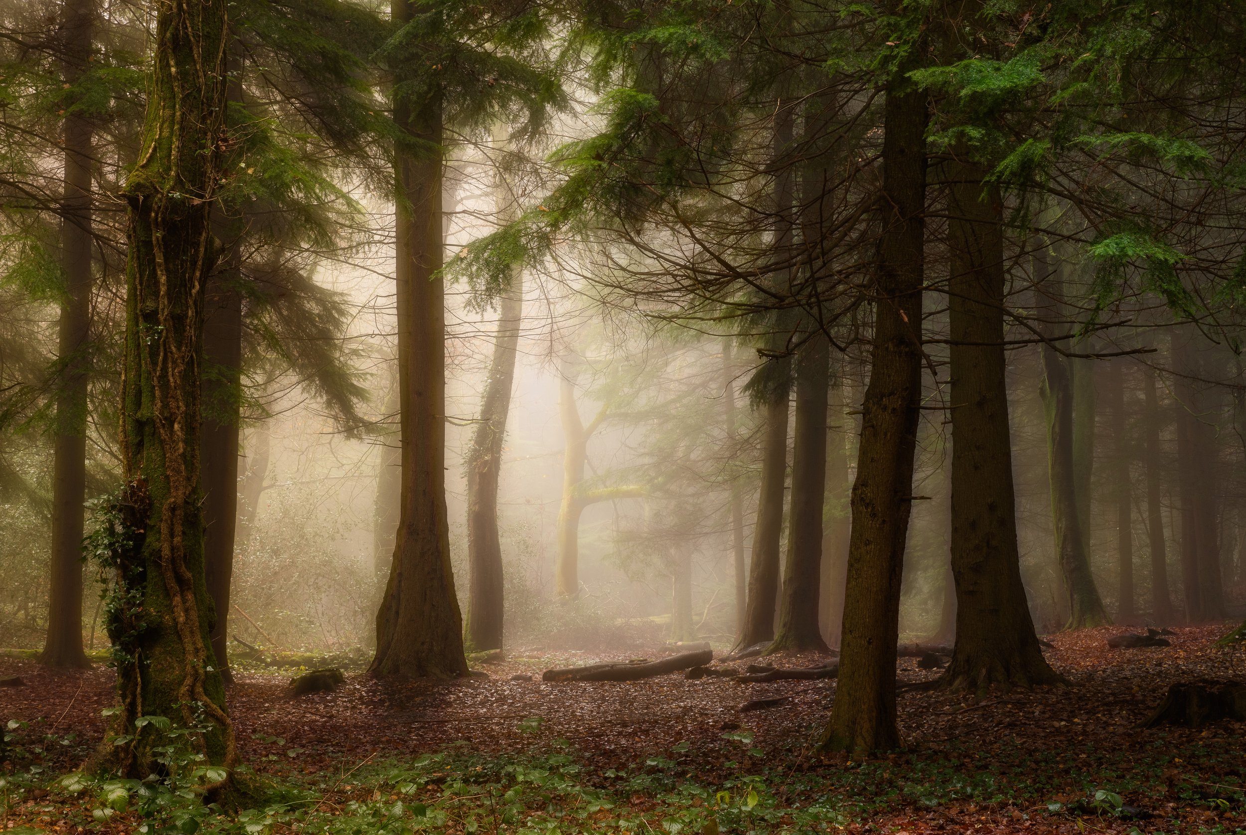 Deep in the Misty Woods
