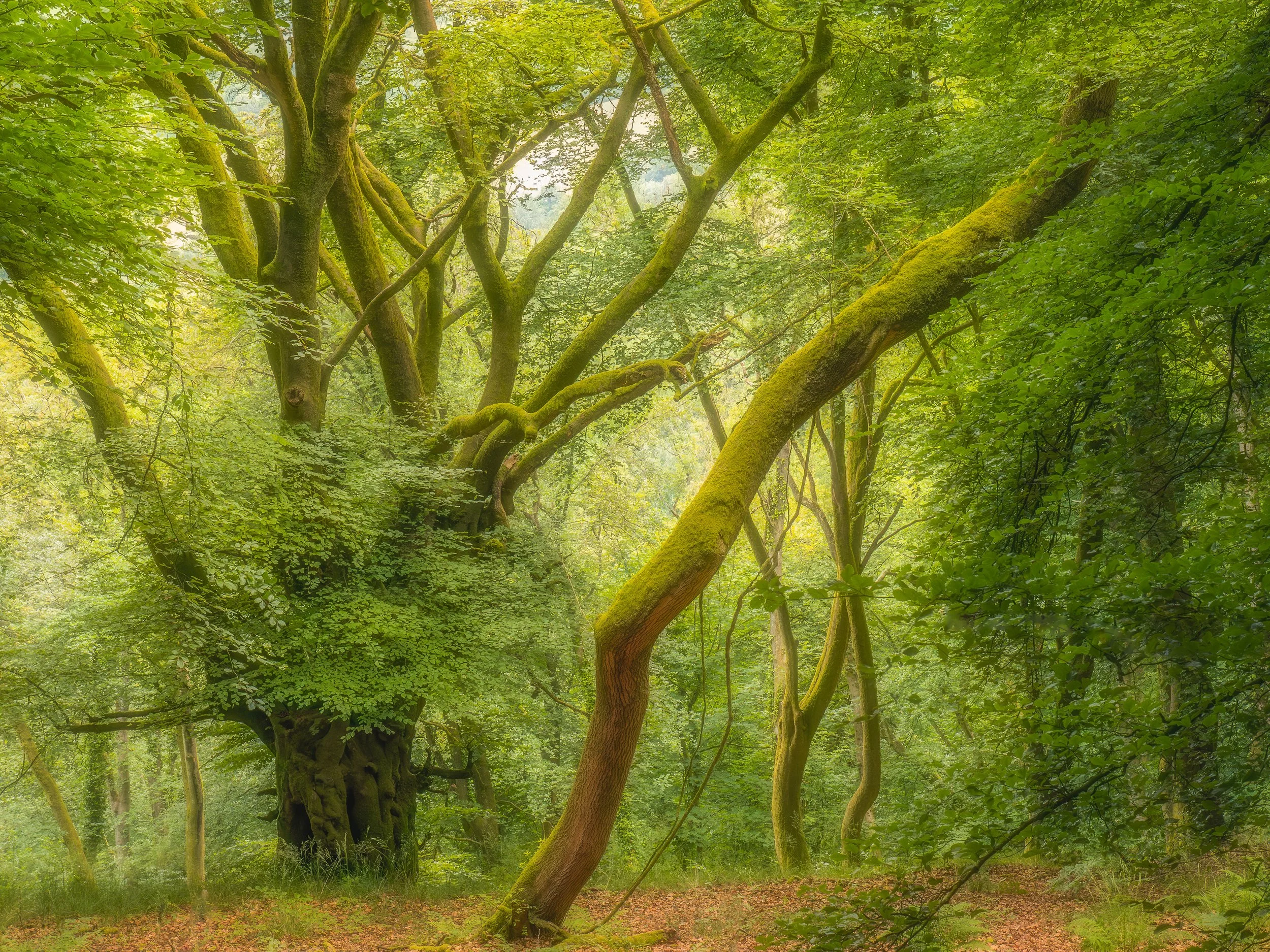 Scene's From a Forest 1