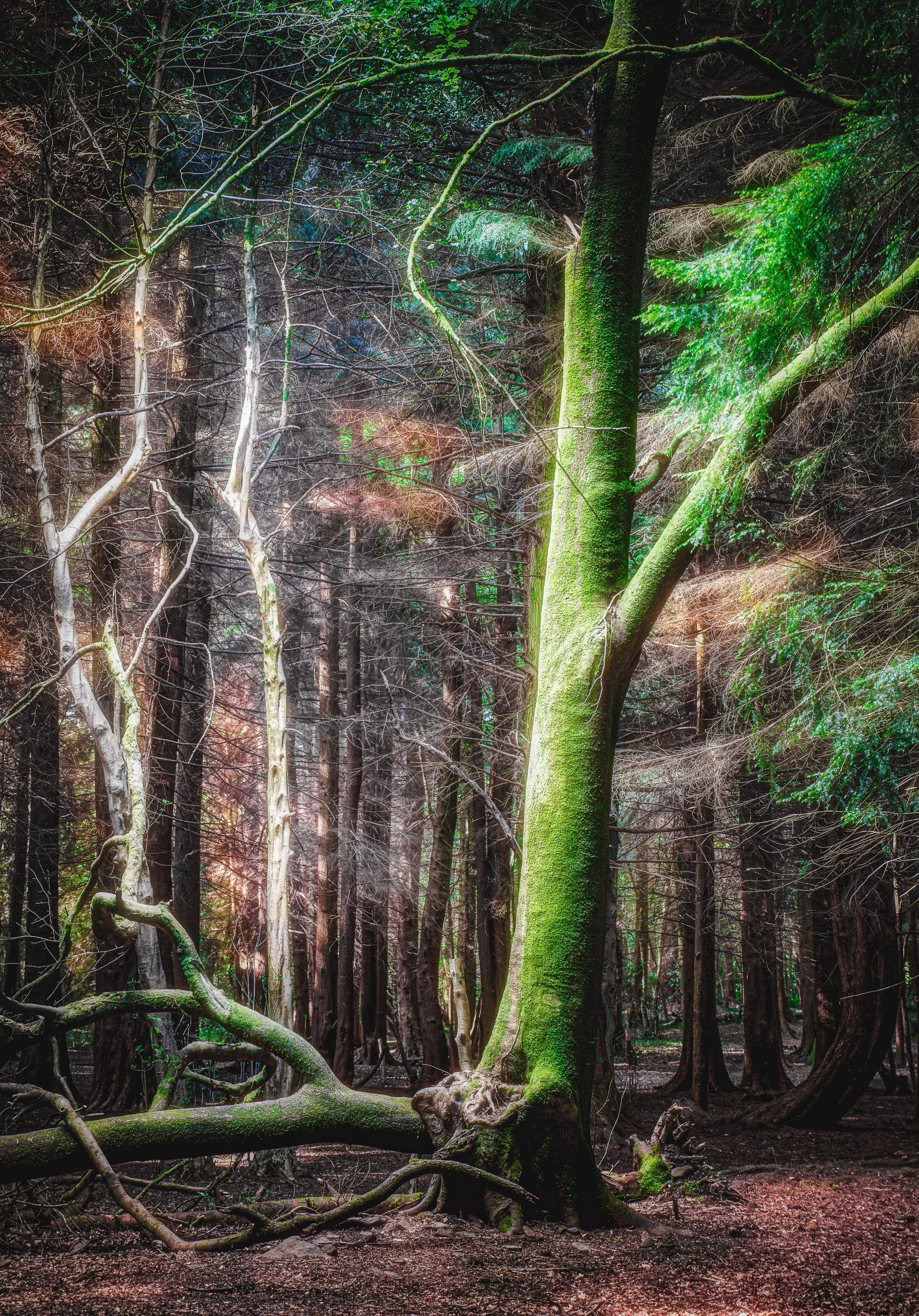 The Colours and Chaos of the Woodland