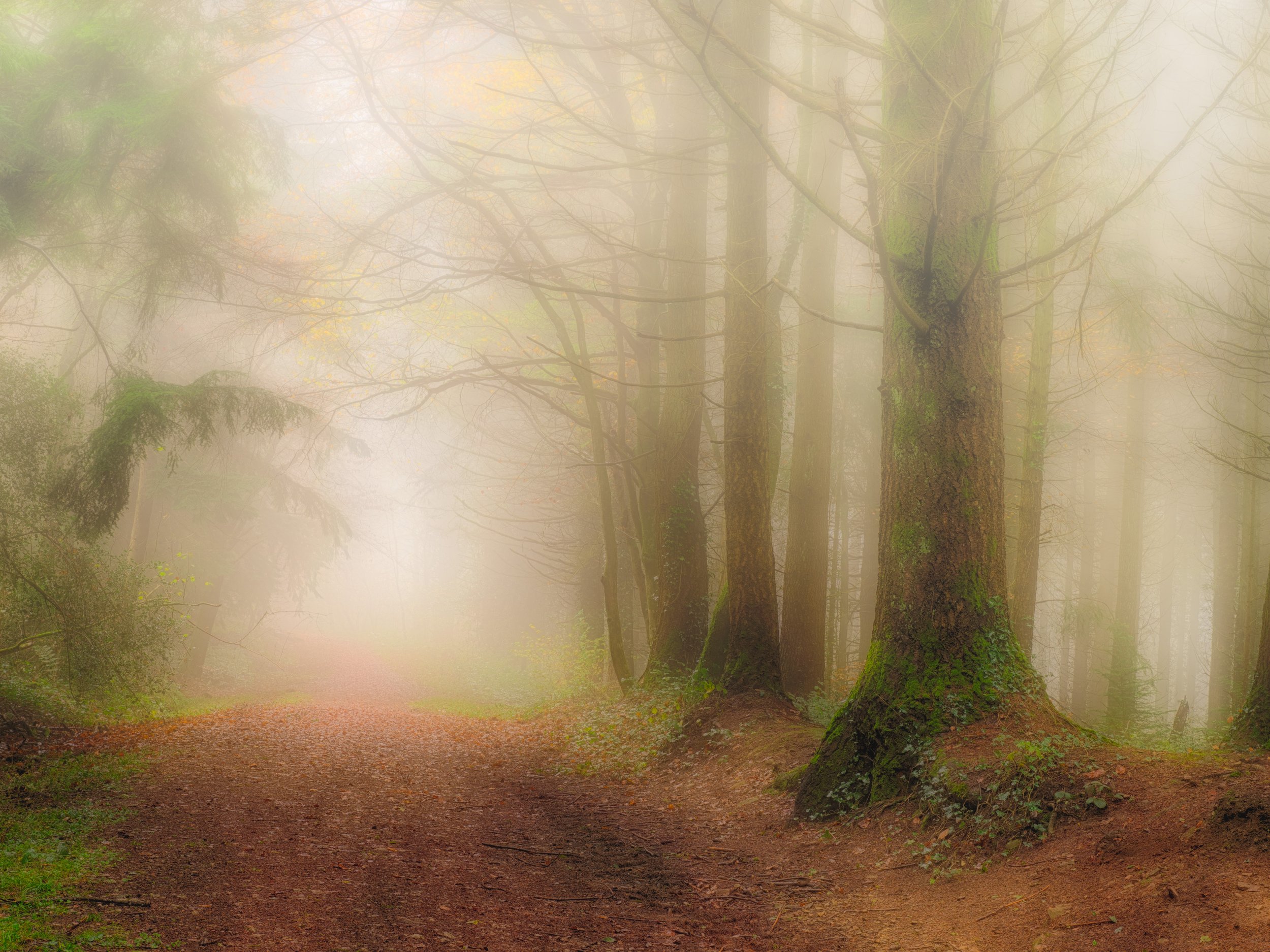 The Foggy Morning