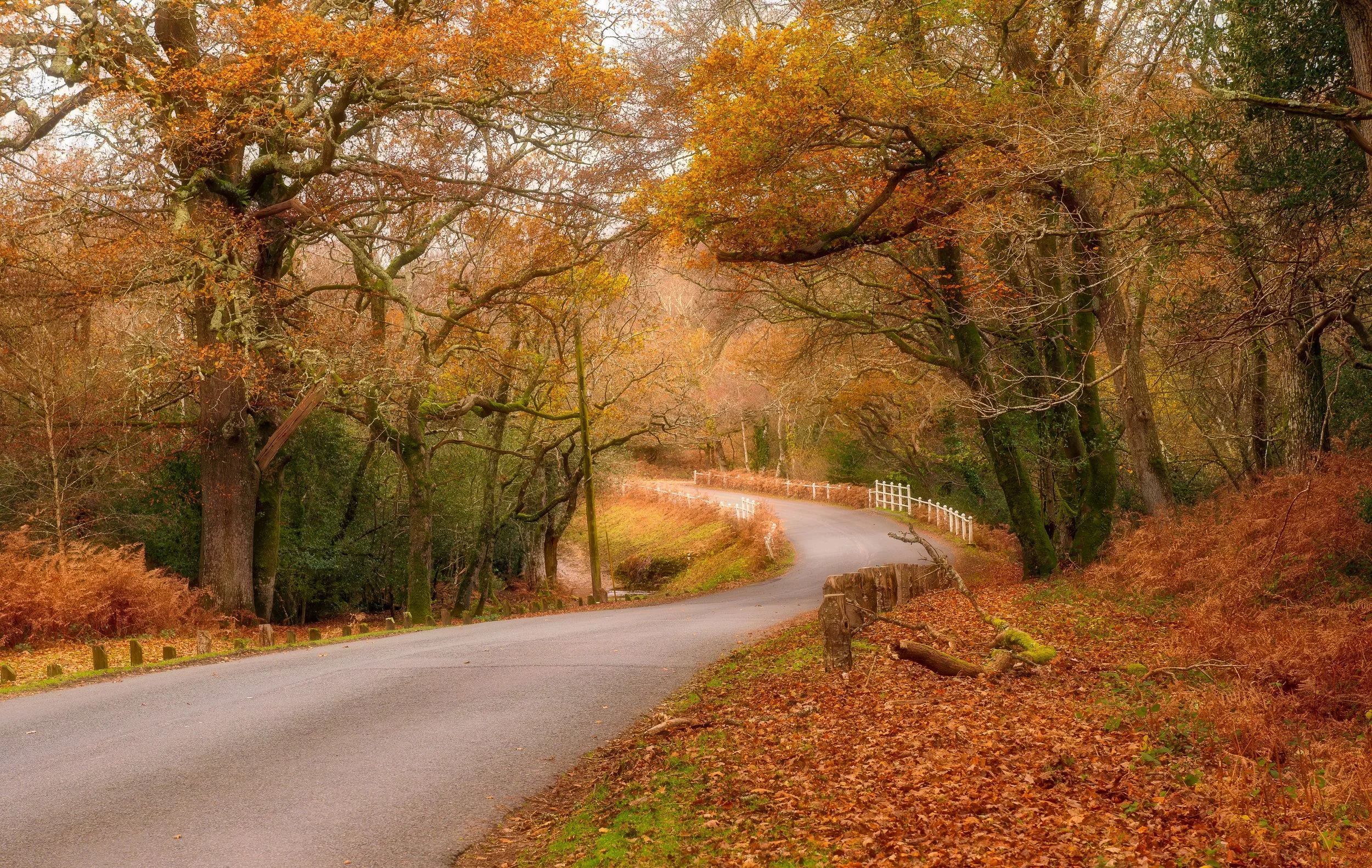 New Forest Road Trip