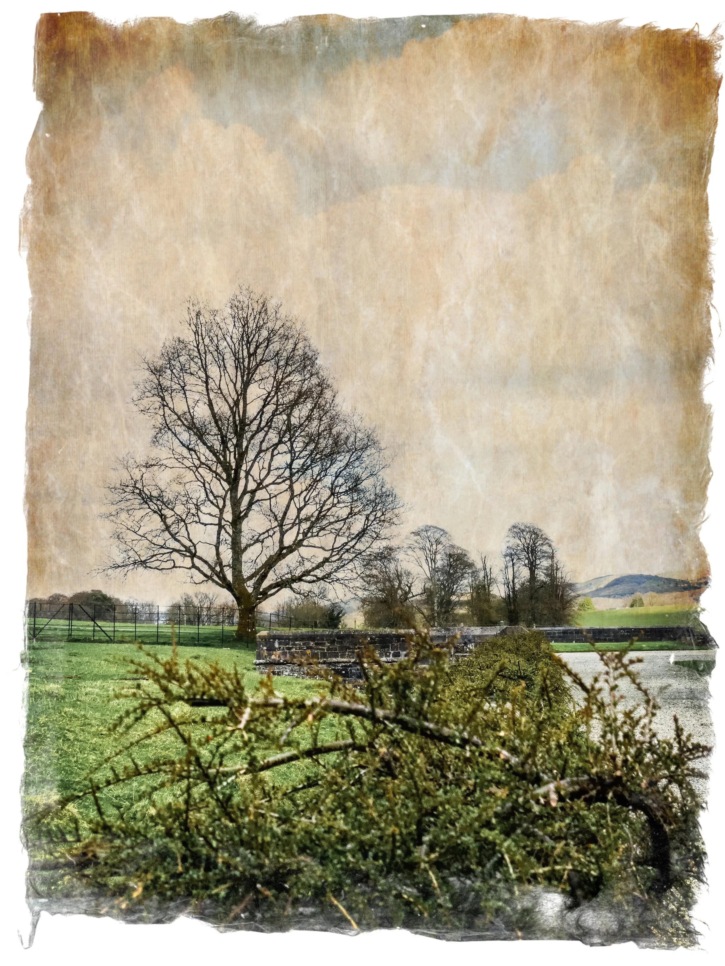 The Bare Tree Parchment