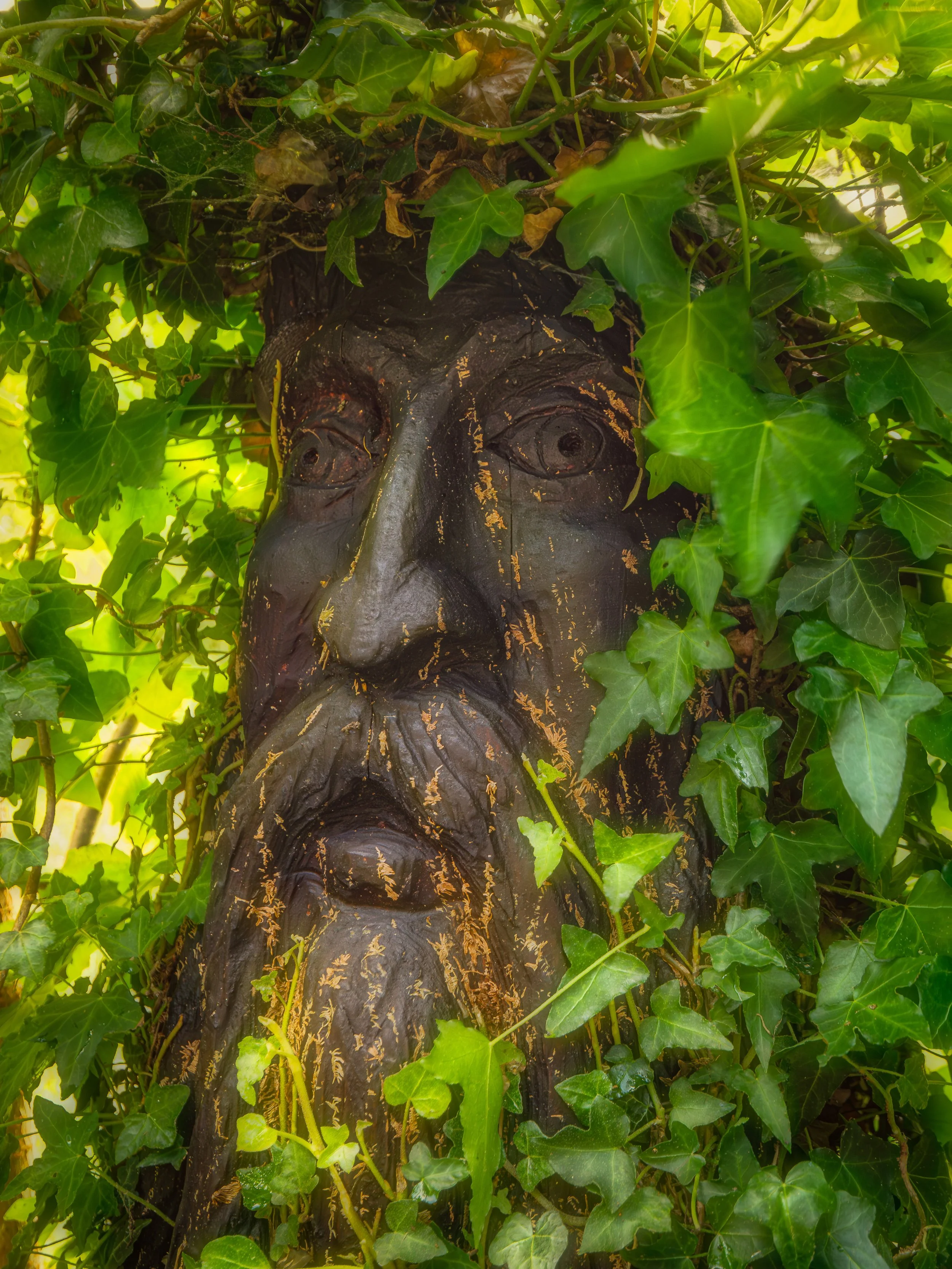 The Old Man of the Woods