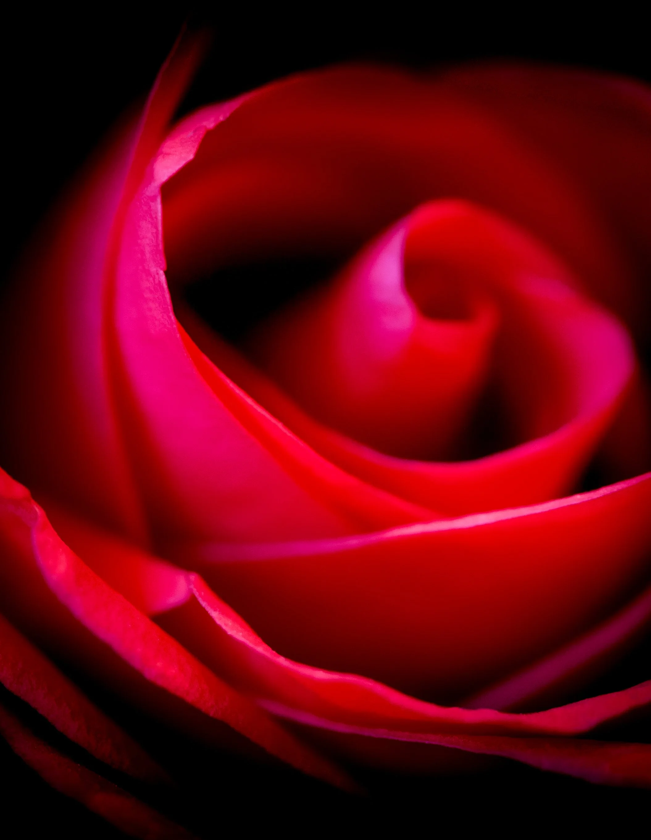 The Unfurling  (Red Rose)