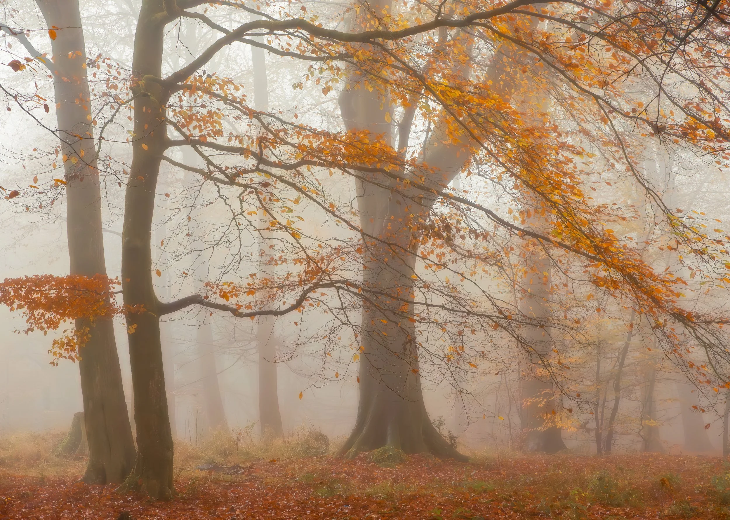 Autumn Mist 1