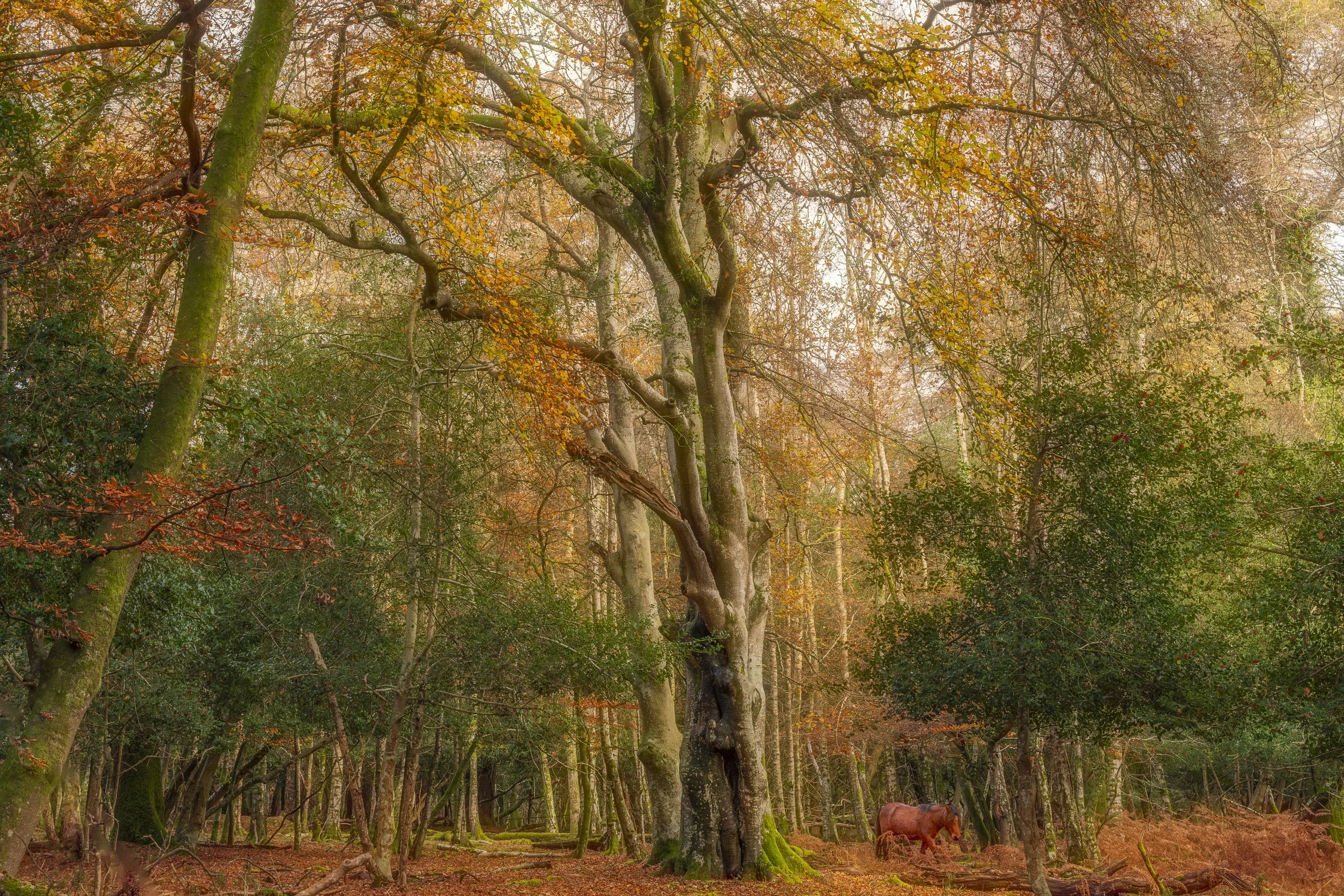 New Forest Scene 1