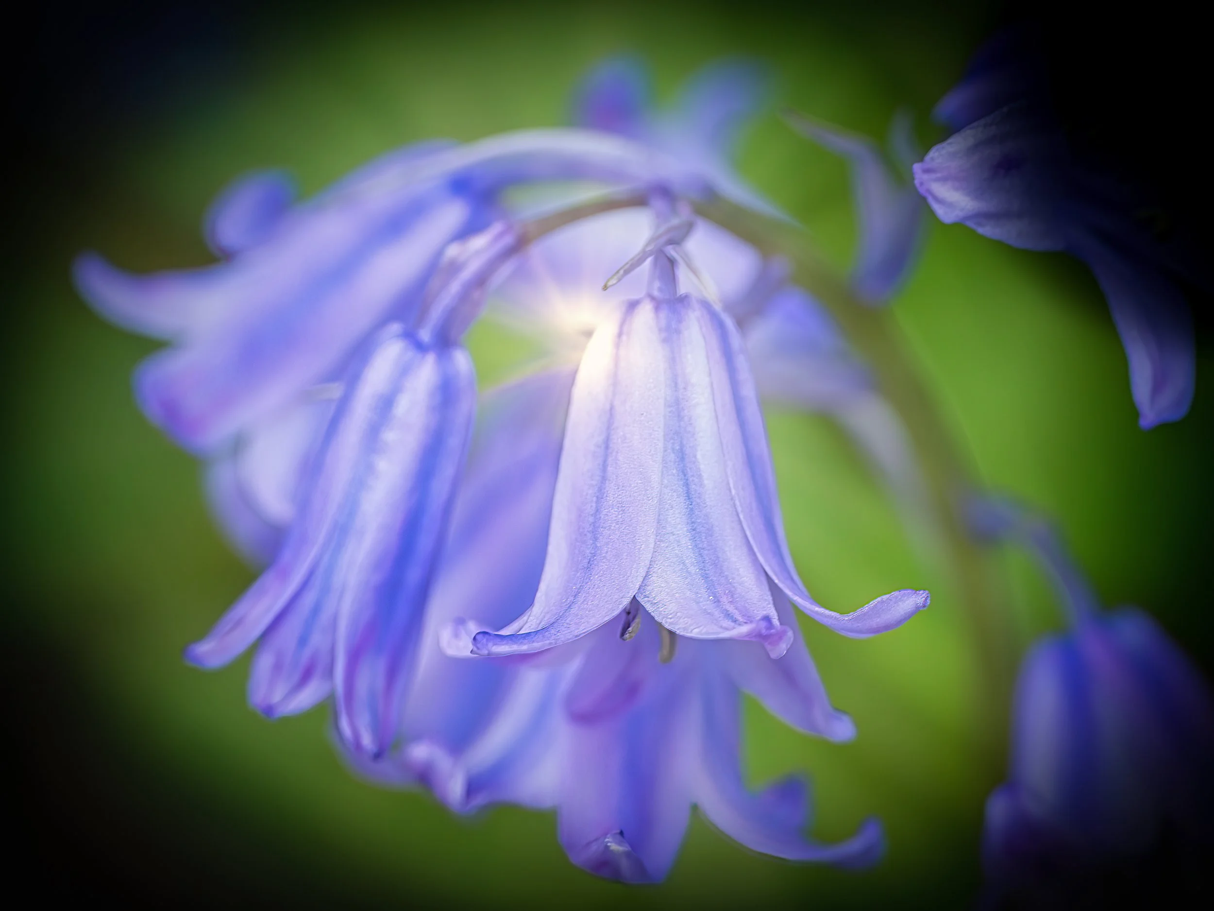 The Bluebell