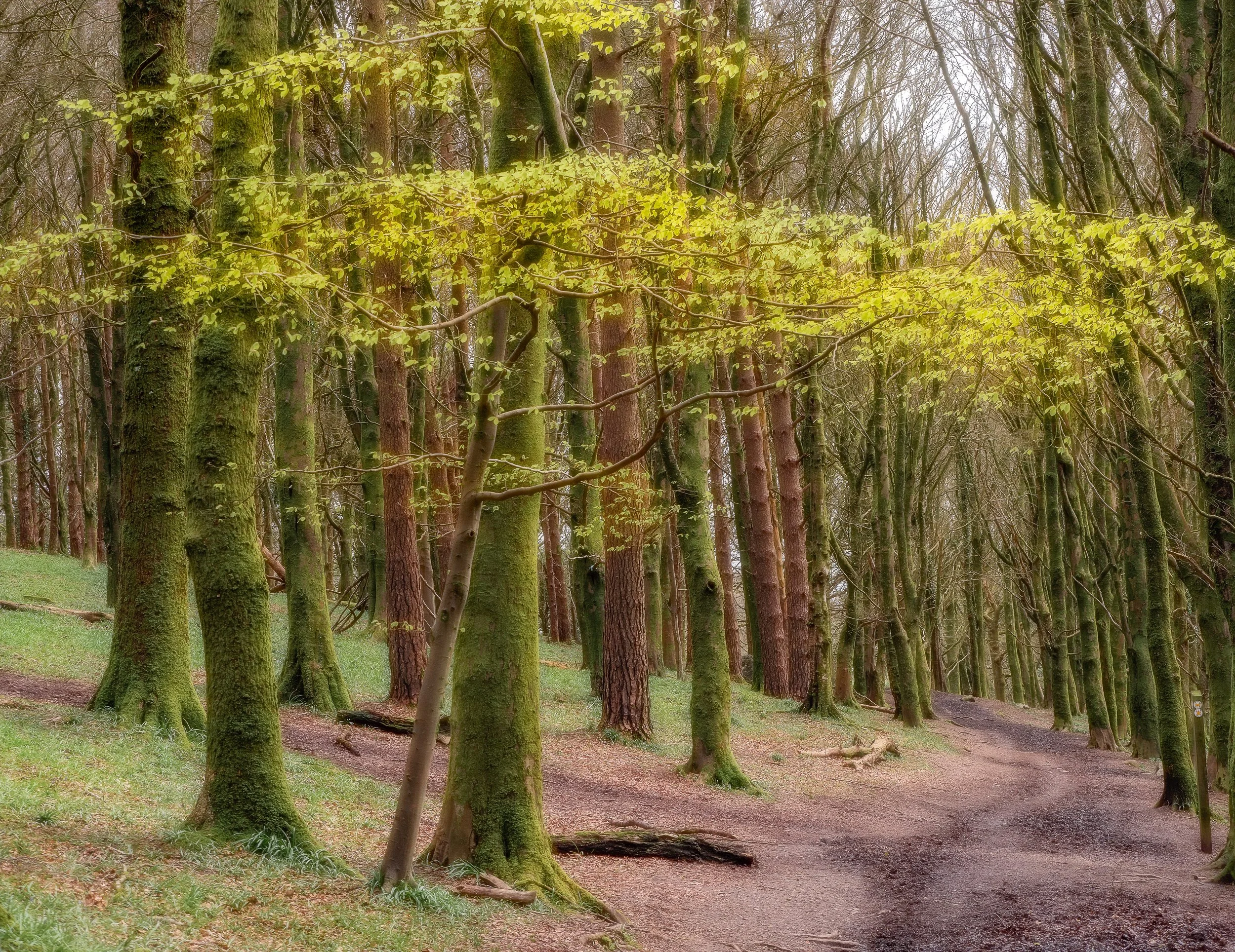 The New Boy Showing Off