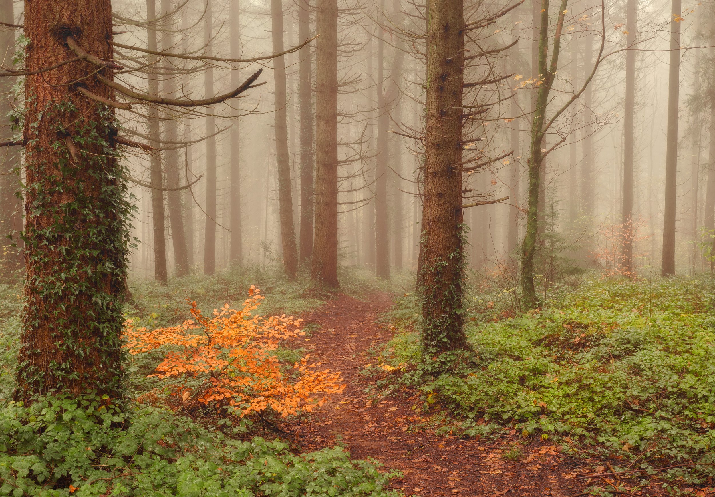 Into the Mist
