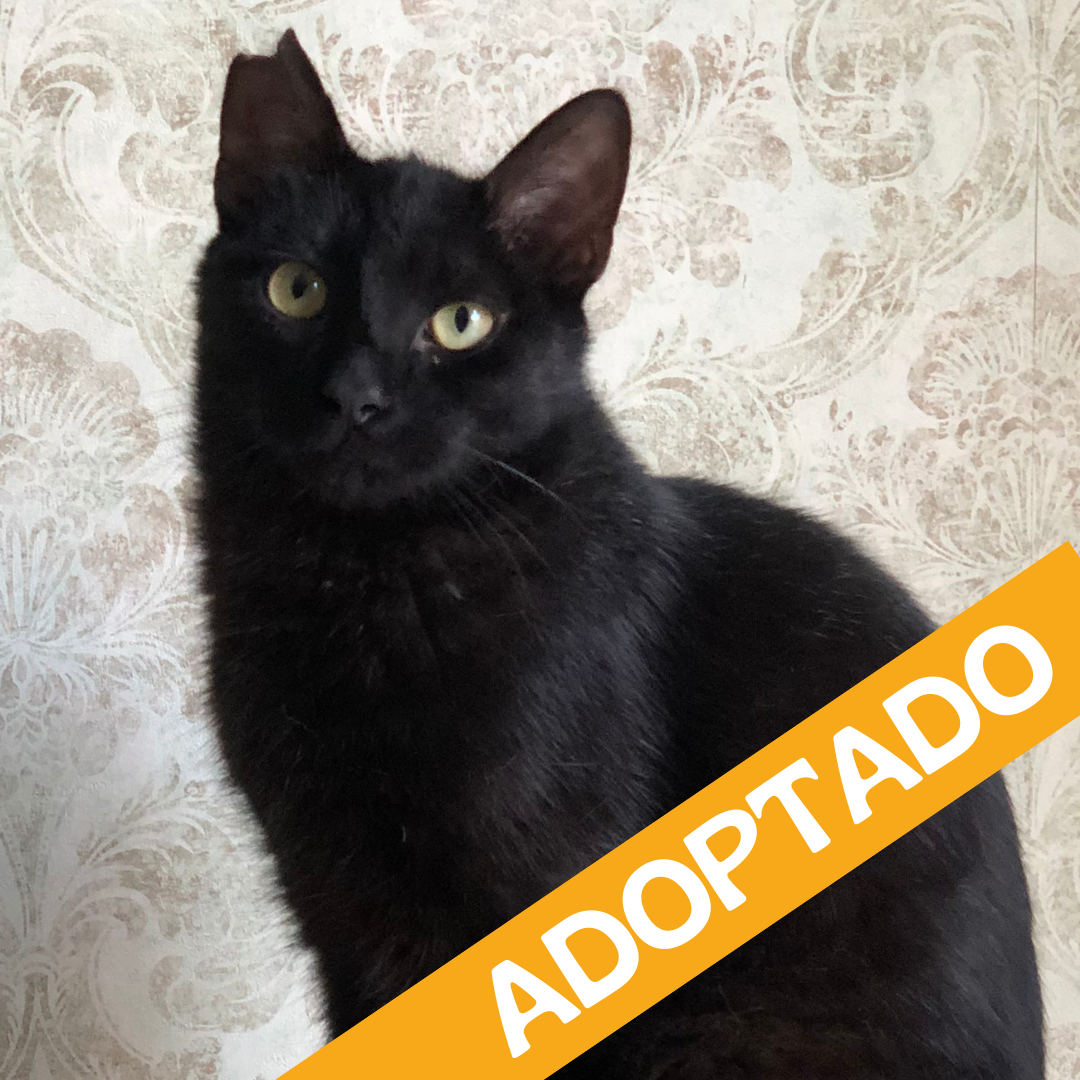 Kevin. Adoptado Dic'2025