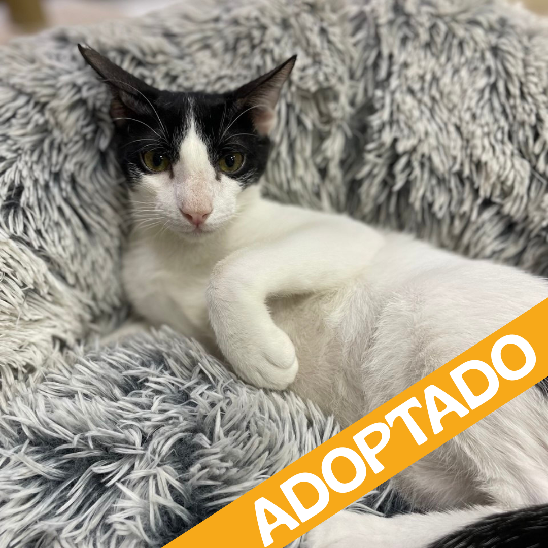 Baham. Adoptado feb'2026