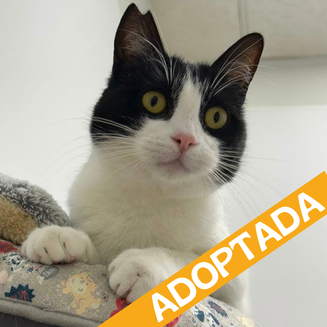 Tiza. Adoptada abr'2026