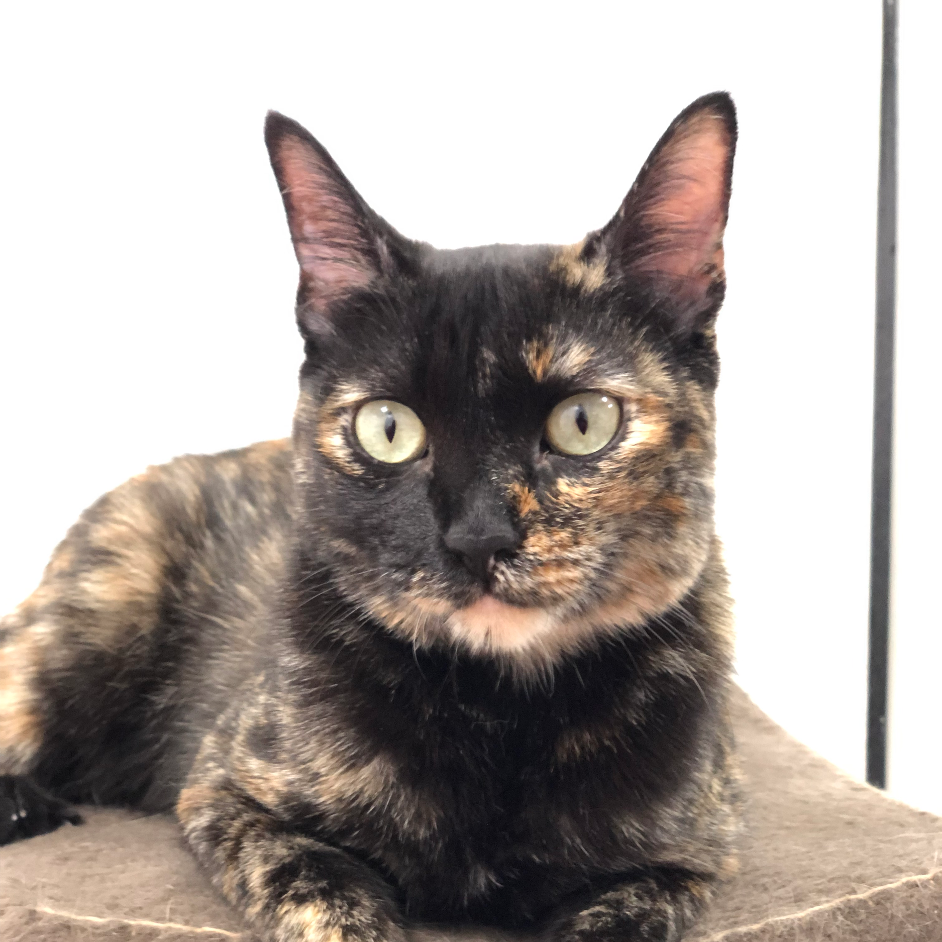 Nova