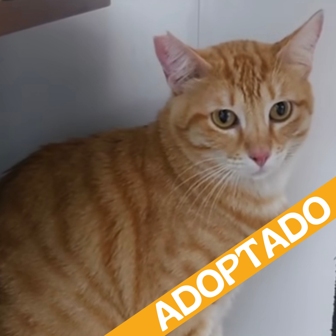 Pierce. Adoptado ago'2026.