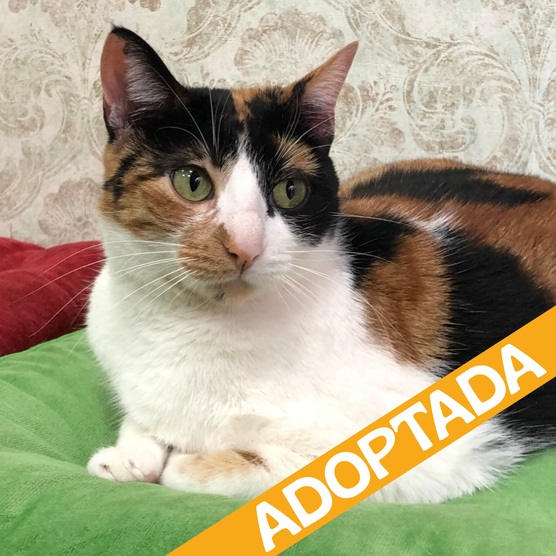 Tris. Adoptada sep'2026.