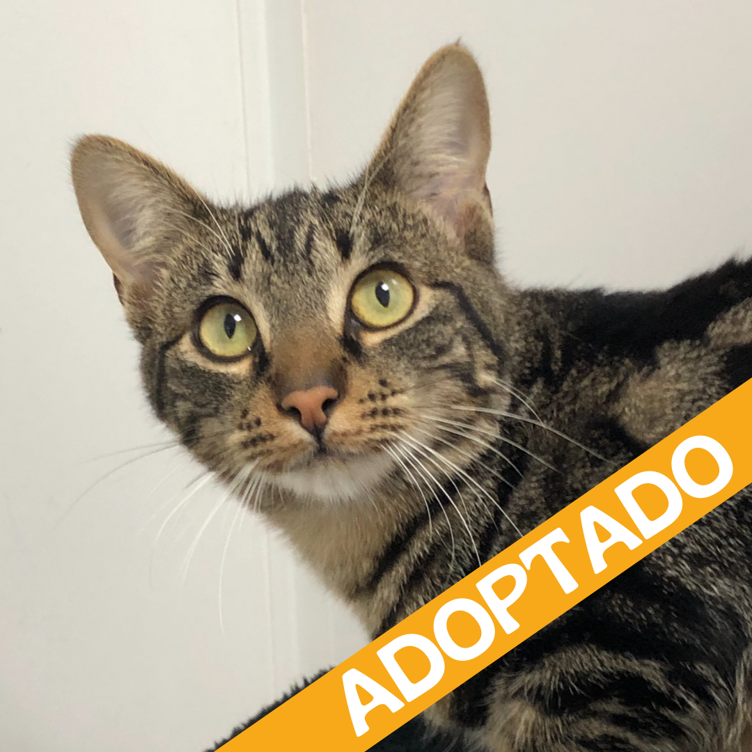 Ricky. Adoptado dic'2025