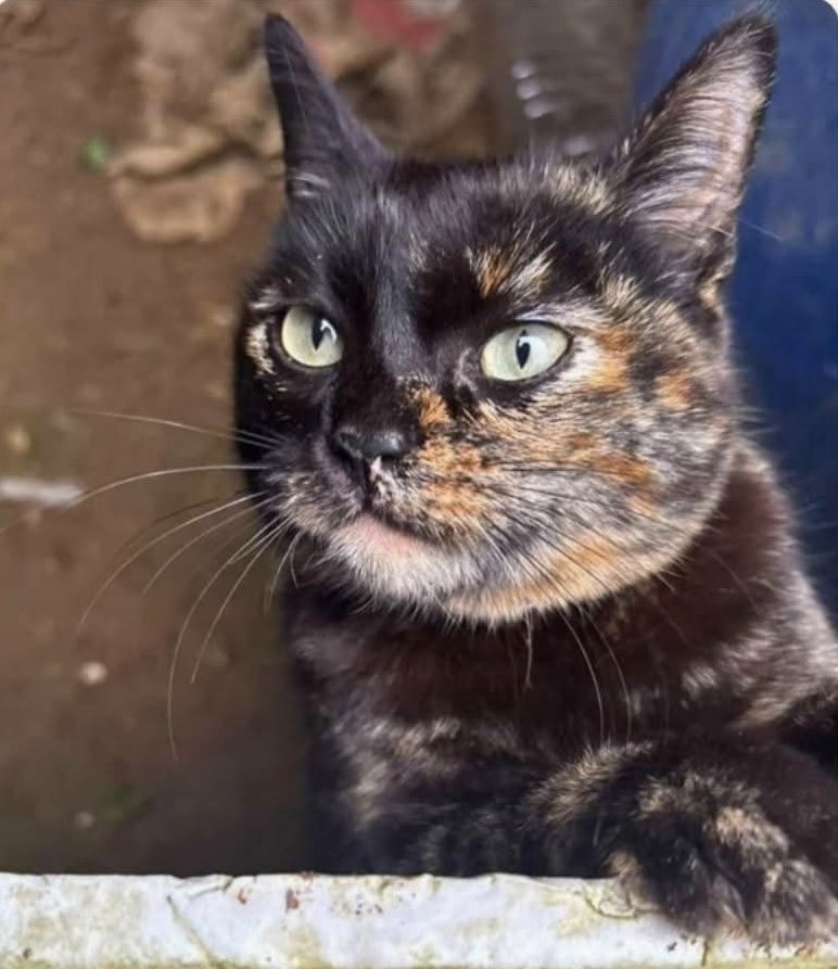 Nova