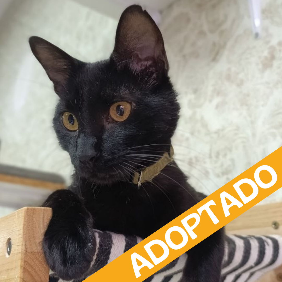 Blackson. Adoptado jun'2026.