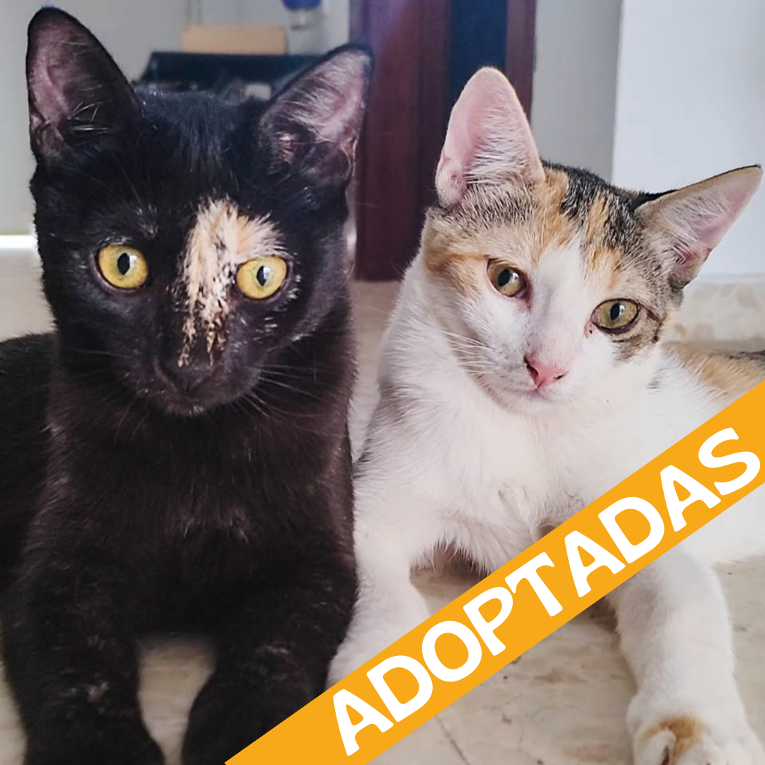 Tina y Miga. Adoptadas ene'2026.