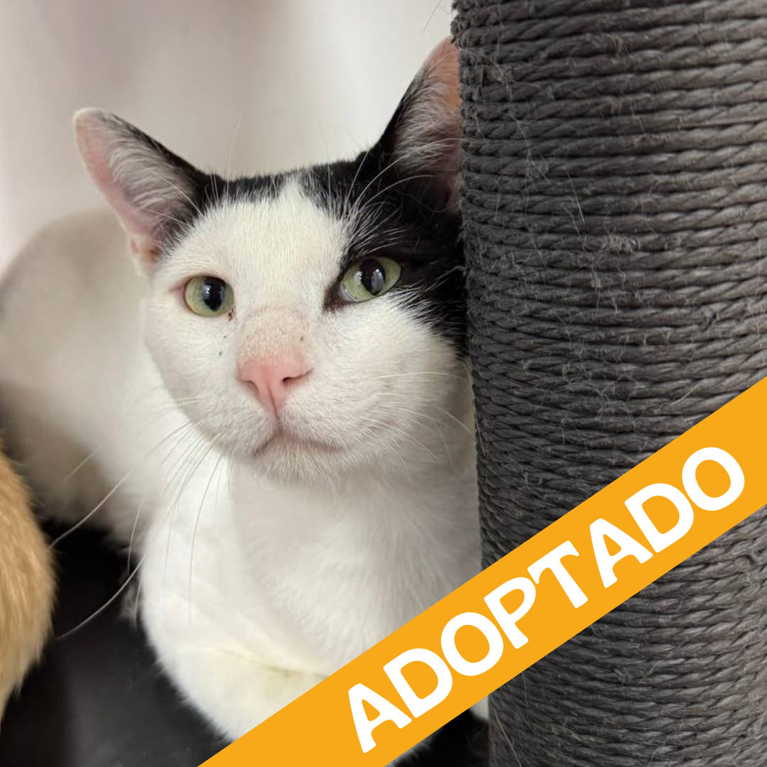 Happy. Adoptado Ag'2025
