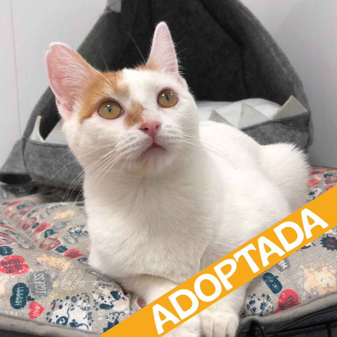 Lily. Adoptada enero 2026.