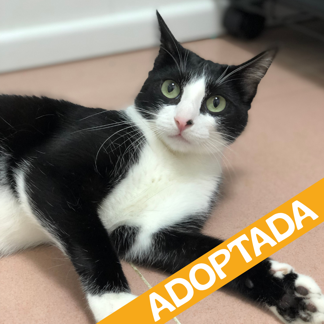 Mina. Adoptada sep'2026.