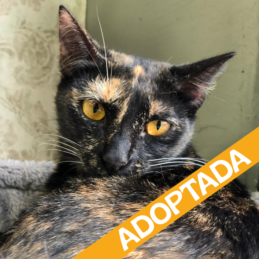 Punky. Adoptada dic'2025