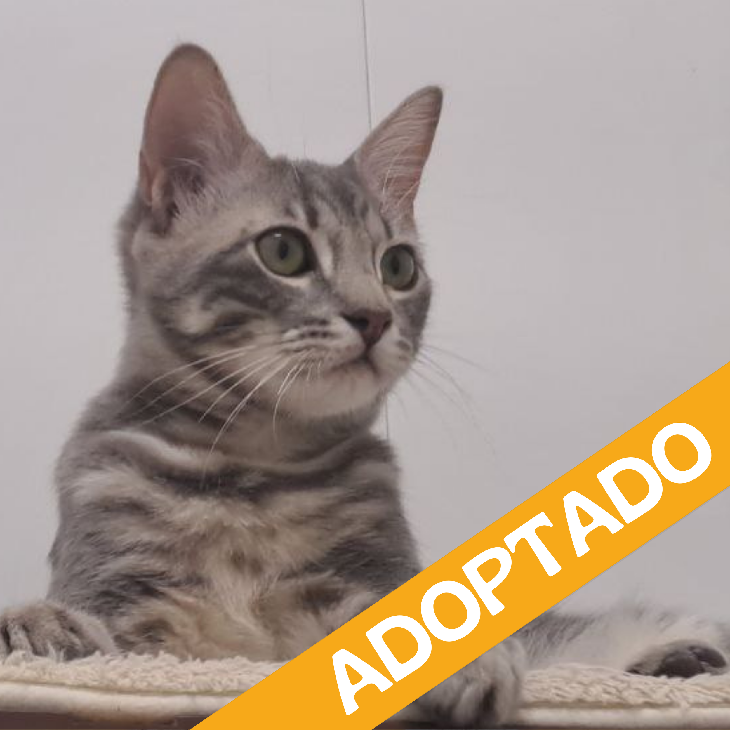 Lacasitos. Adoptado Nov'2025