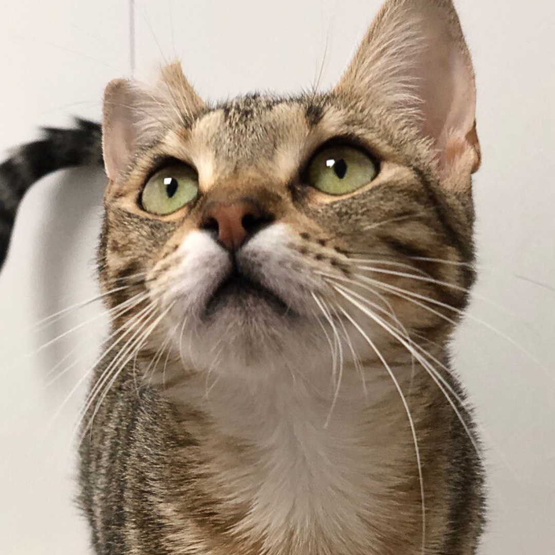 Maya