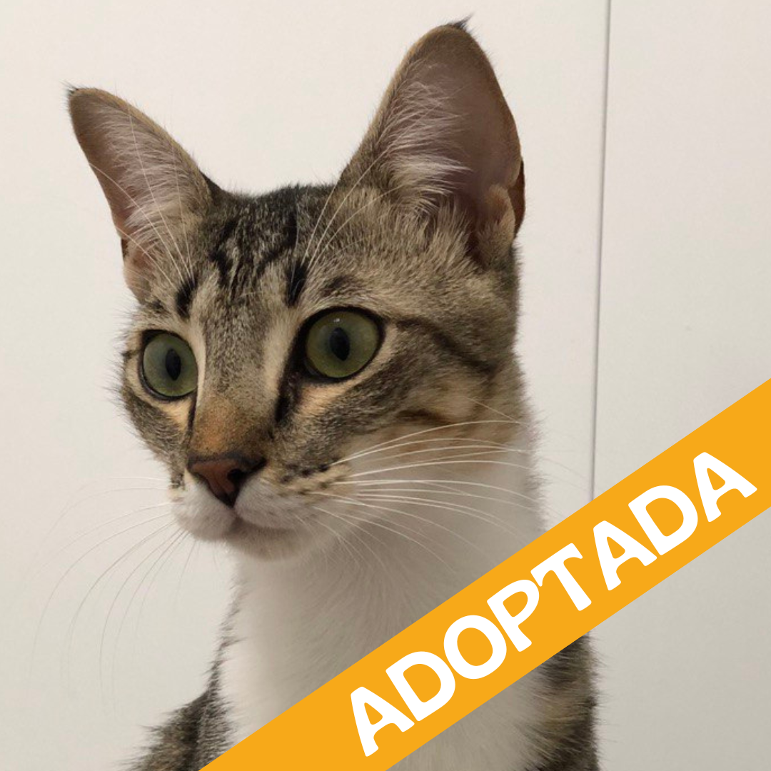 Runa. Adoptada Ag'2025