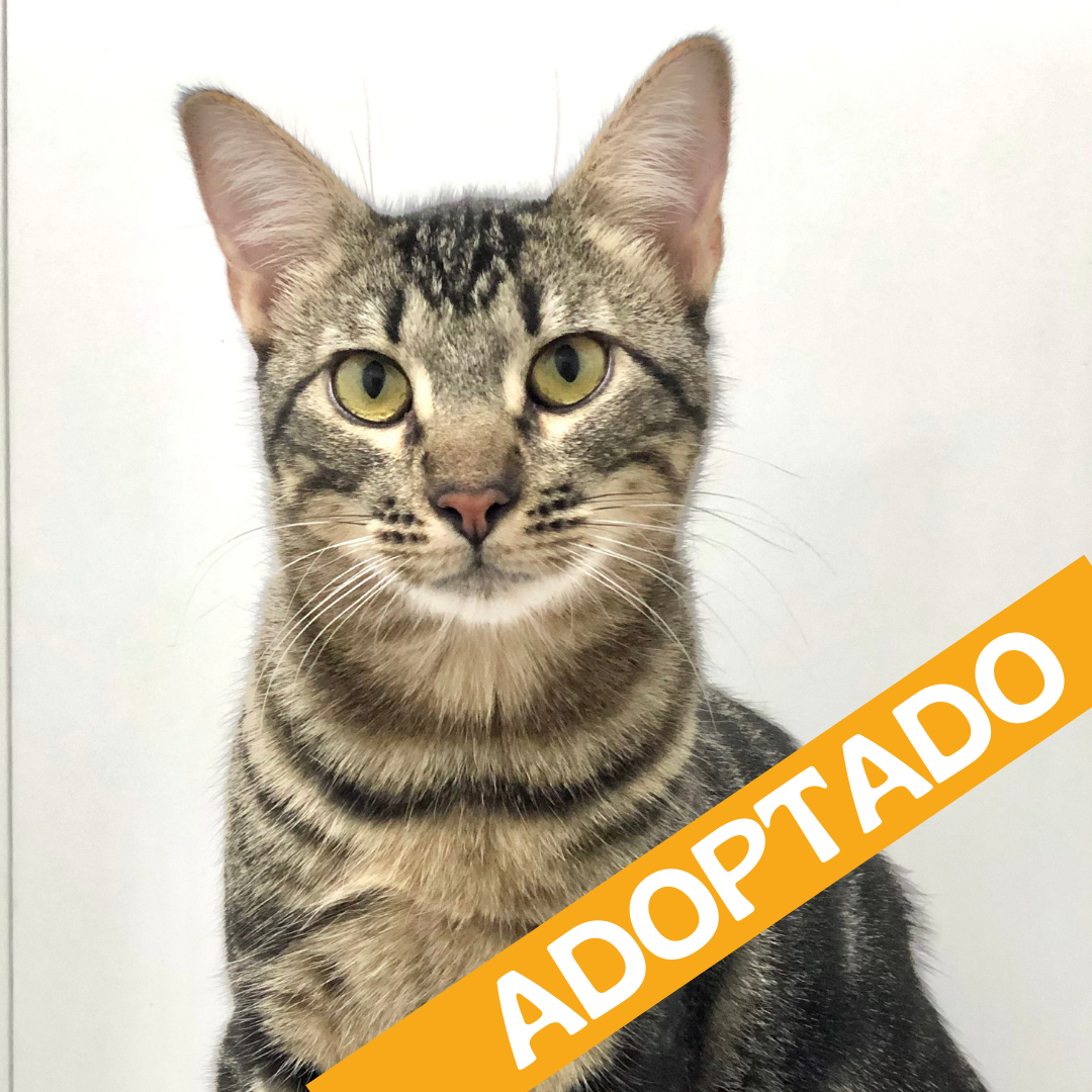 Rufo. Adoptado Dic'2025