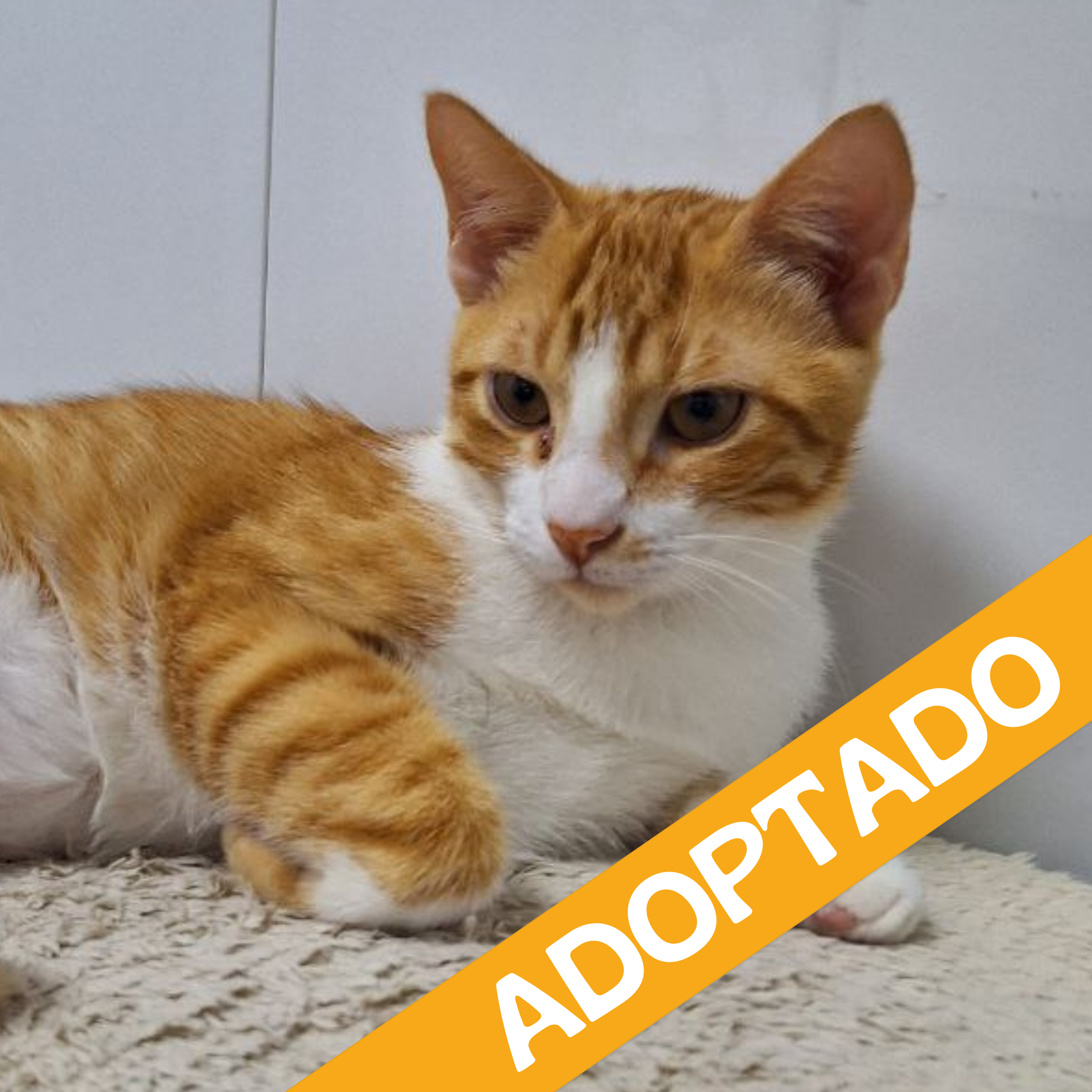 Sugus. Adoptado Nov'2025