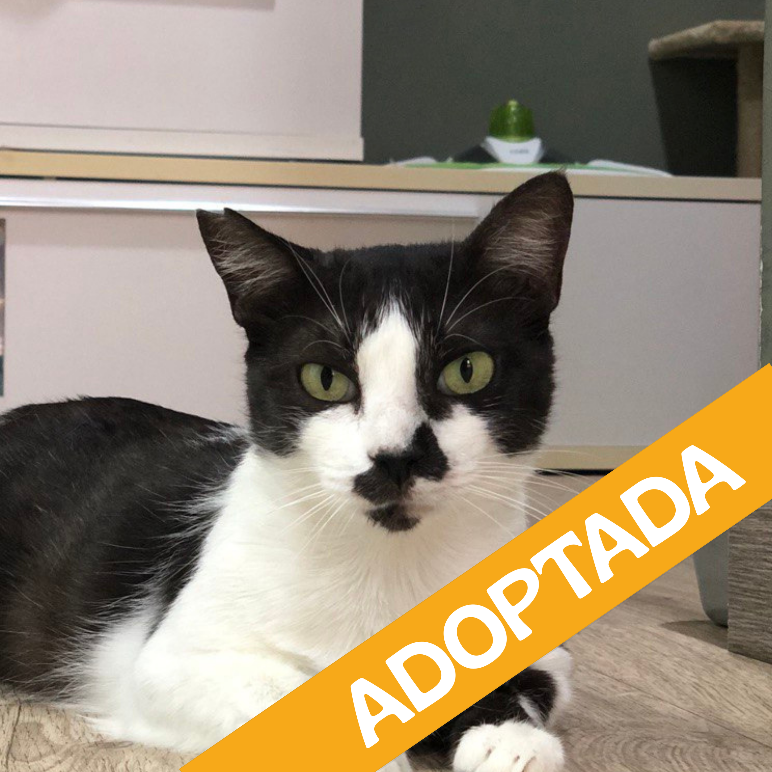 Sakura. Adoptada Nov'2025 