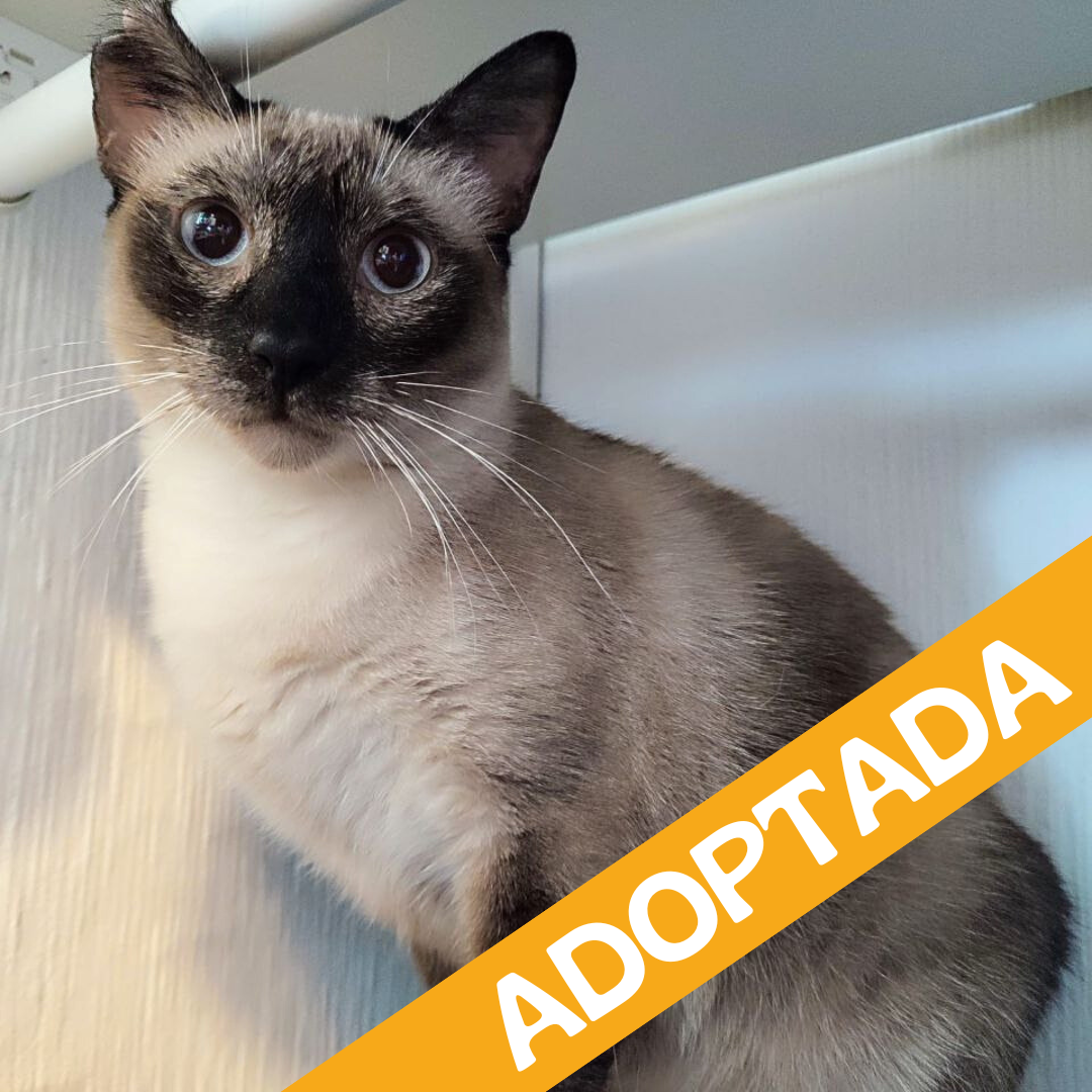 Sia. Adoptada Jun'2025