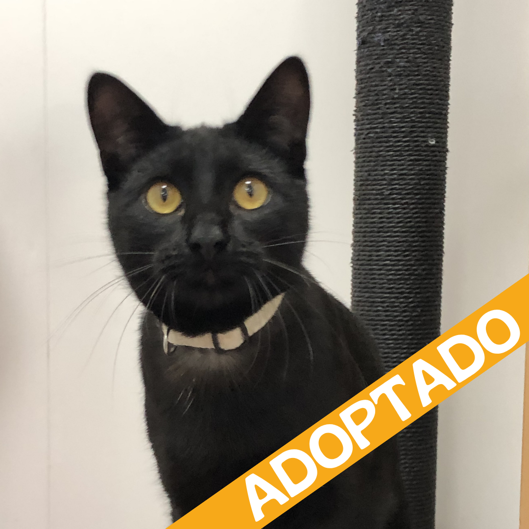 Blackjack. Adoptado jul'2026.
