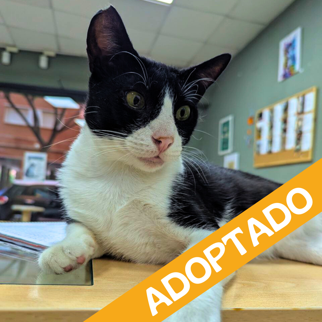 Batman. Adoptado Sep'2025